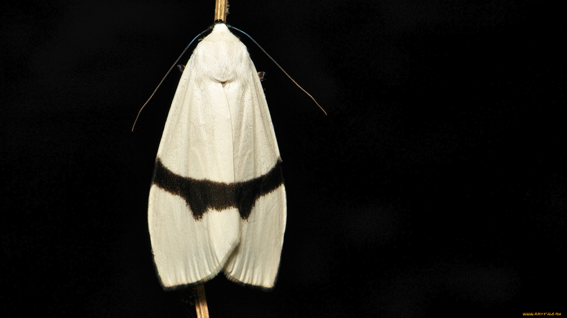 животные, бабочки, , мотыльки, , моли, itchydogimages, макро, моль, мотылёк