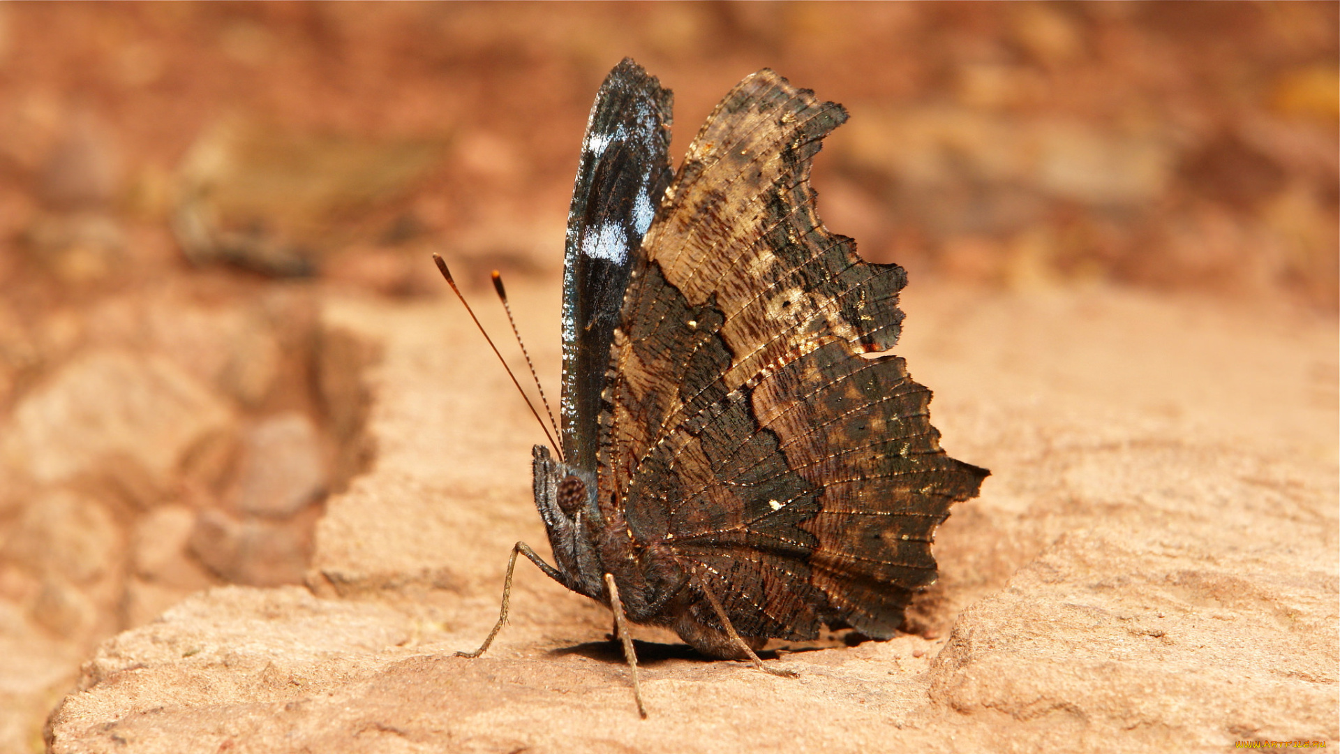 животные, бабочки, , мотыльки, , моли, itchydogimages, макро, насекомое, бабочка, коричневая, крылья, усики