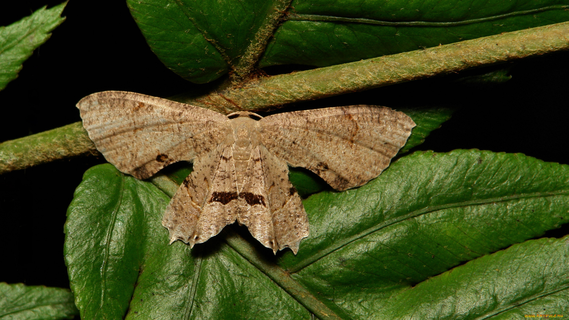 животные, бабочки, , мотыльки, , моли, itchydogimages, макро, бабочка, крылья, усики, узор