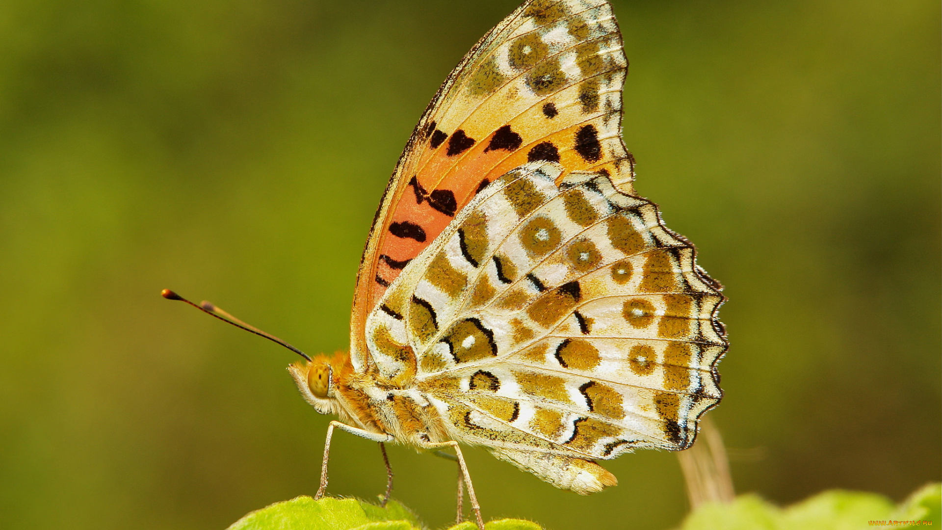 животные, бабочки, , мотыльки, , моли, itchydogimages, макро, бабочка, крылья, усики, узор