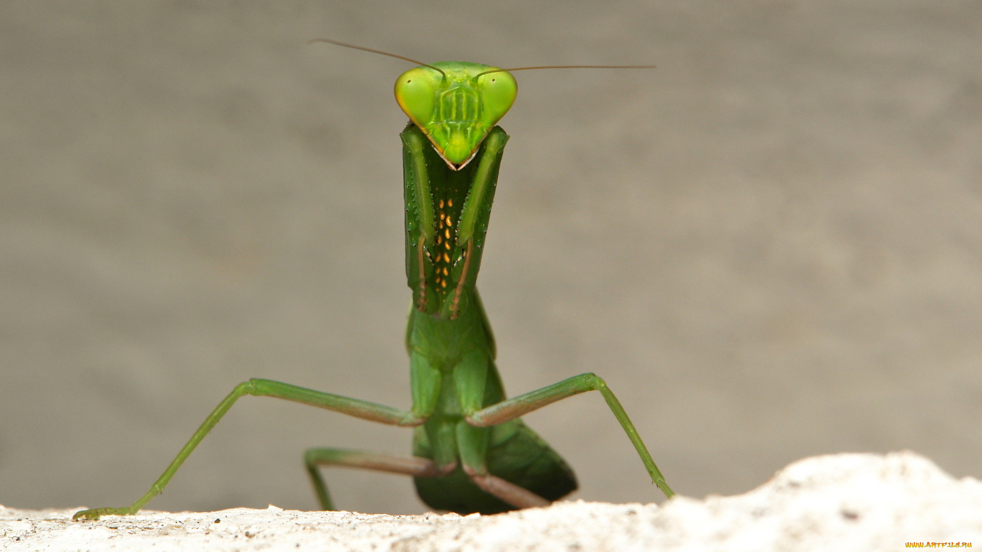 животные, богомолы, itchydogimages, макро, лист, богомол