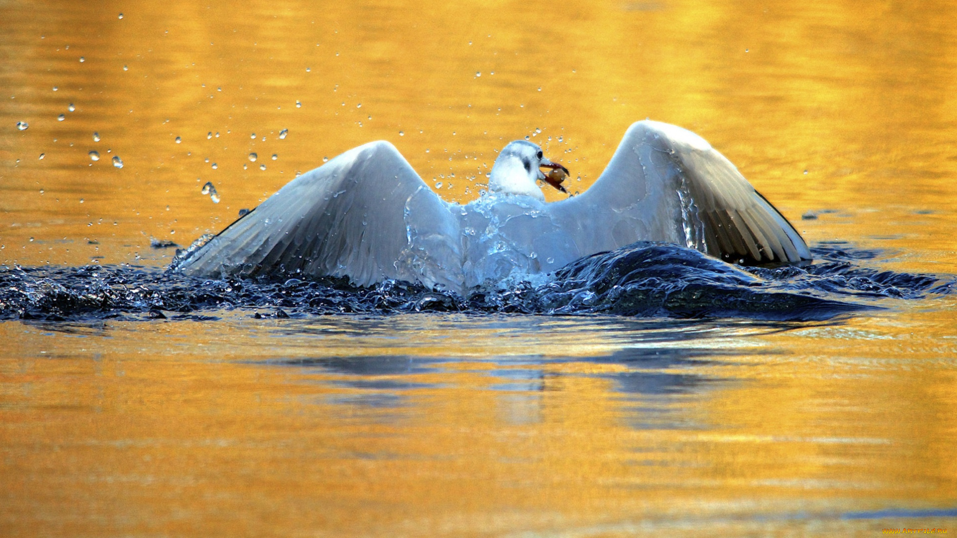 животные, Чайки, , бакланы, , крачки, птица, вода, брызги