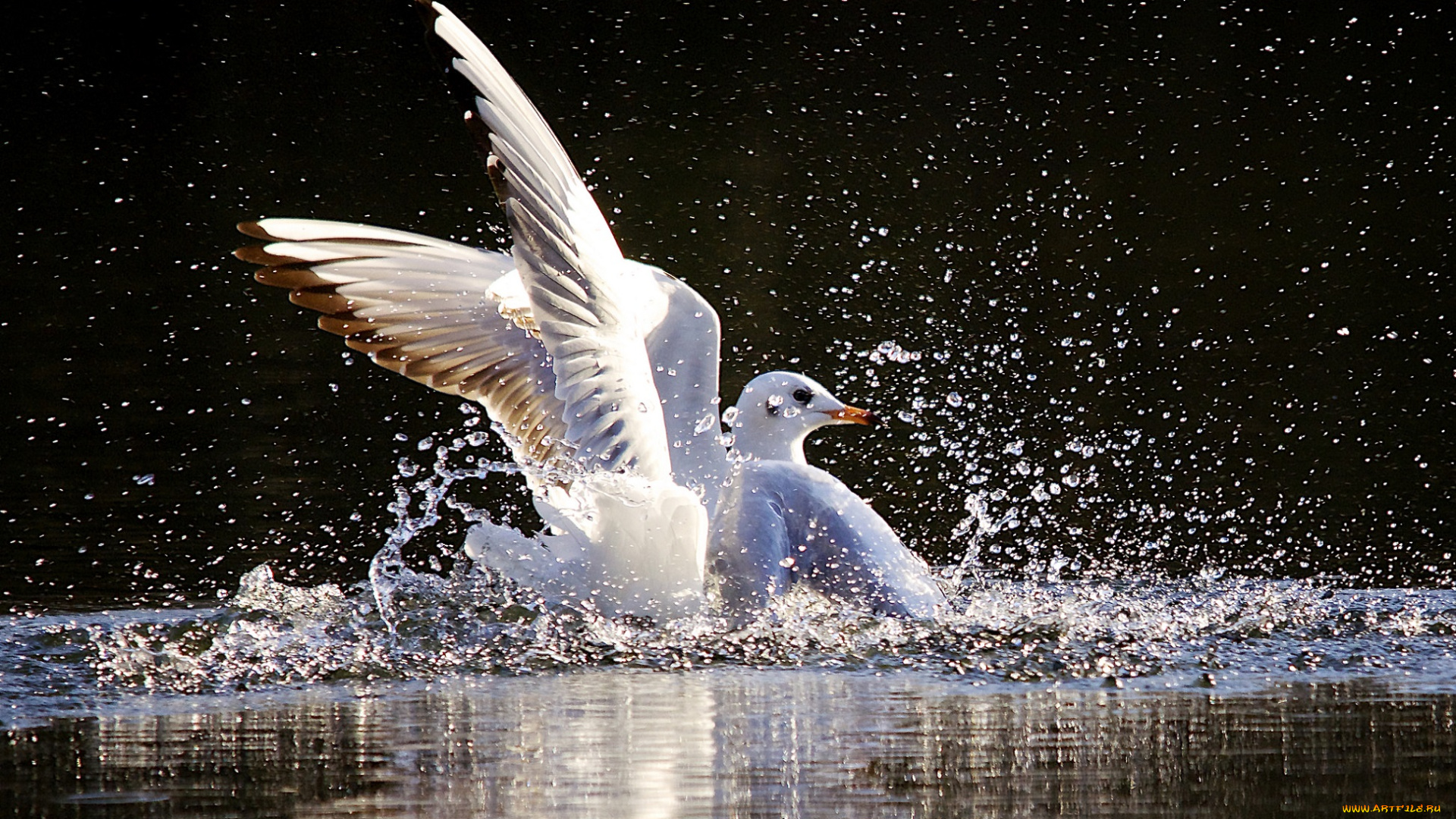 животные, Чайки, , бакланы, , крачки, птица, вода, брызги