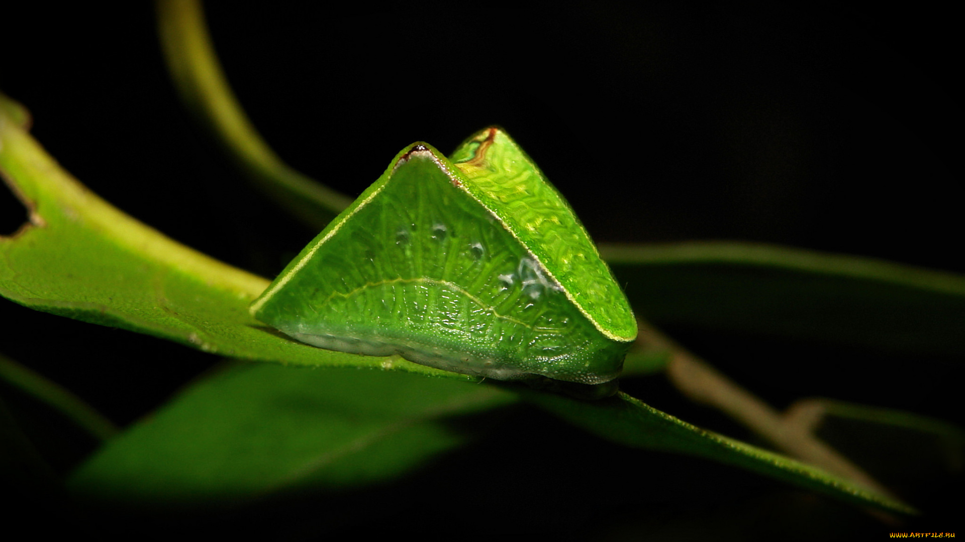 животные, гусеницы, itchydogimages, макро, лист, гусеница