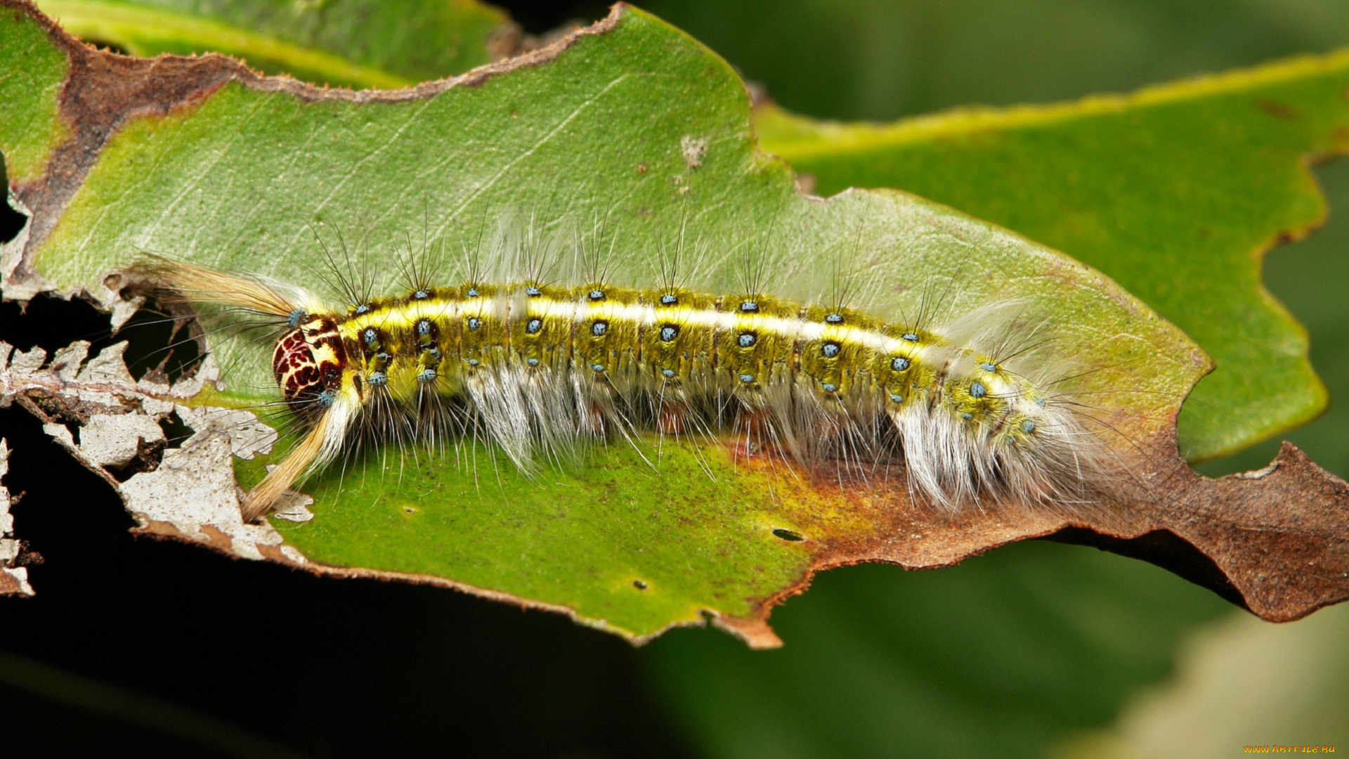 животные, гусеницы, itchydogimages, макро, веточка, листья, гусеница