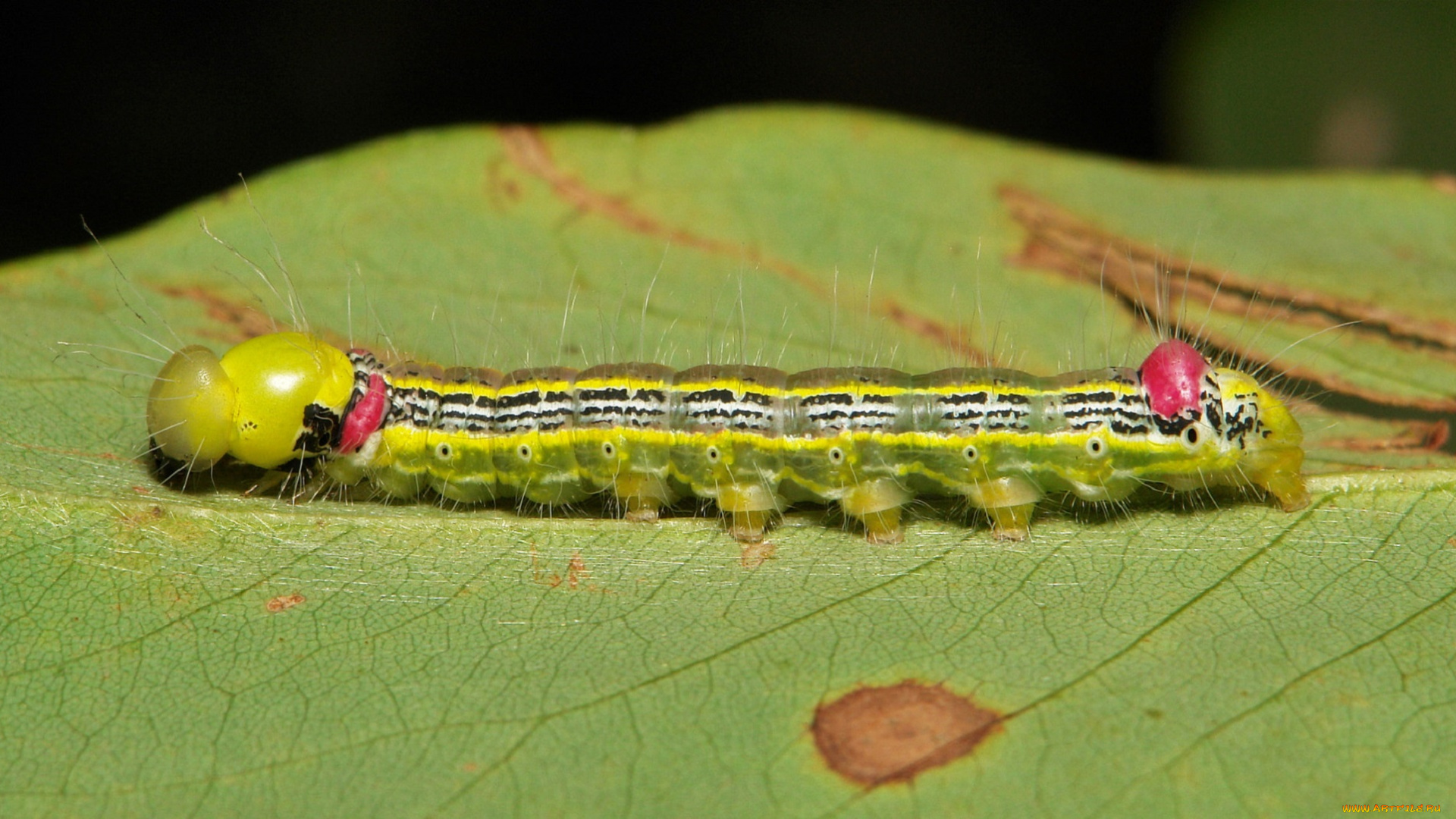 животные, гусеницы, itchydogimages, макро, насекомое, лист, гусеница, необычная