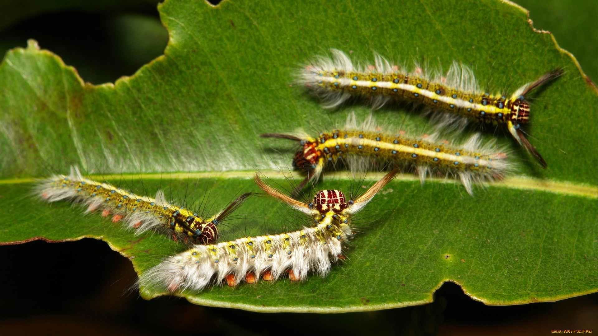 животные, гусеницы, itchydogimages, макро, лист