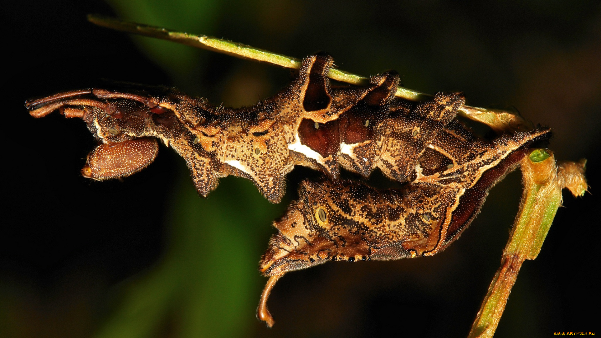 животные, гусеницы, itchydogimages, макро, гусеница, лист