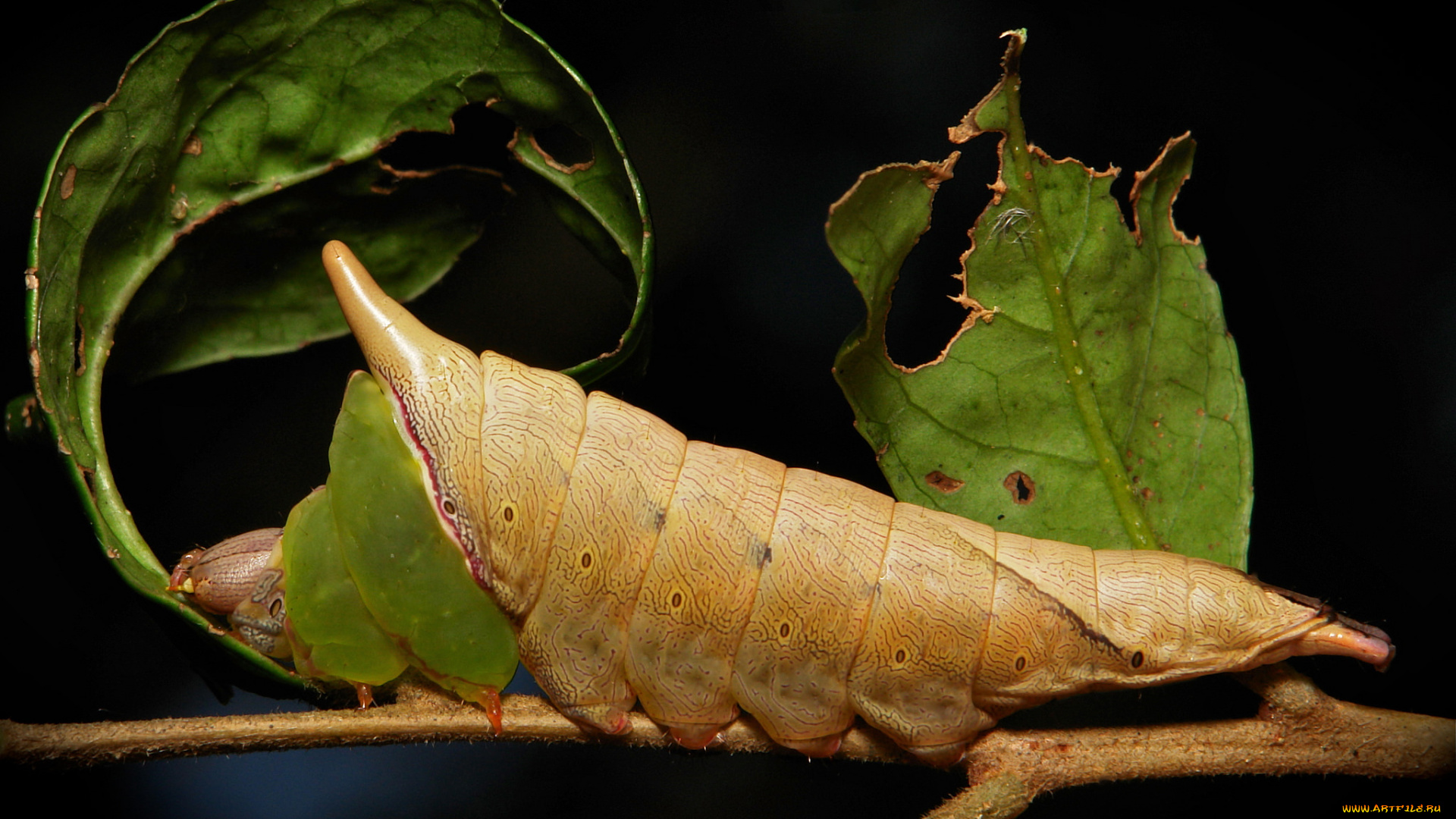 животные, гусеницы, itchydogimages, макро, гусеница, лист