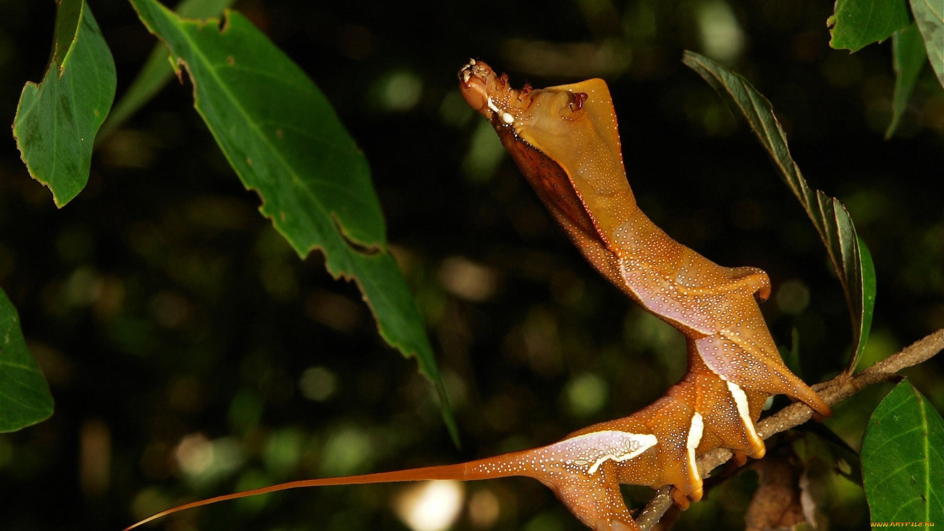 животные, гусеницы, необычная, гусеница, лист, насекомое, макро, itchydogimages
