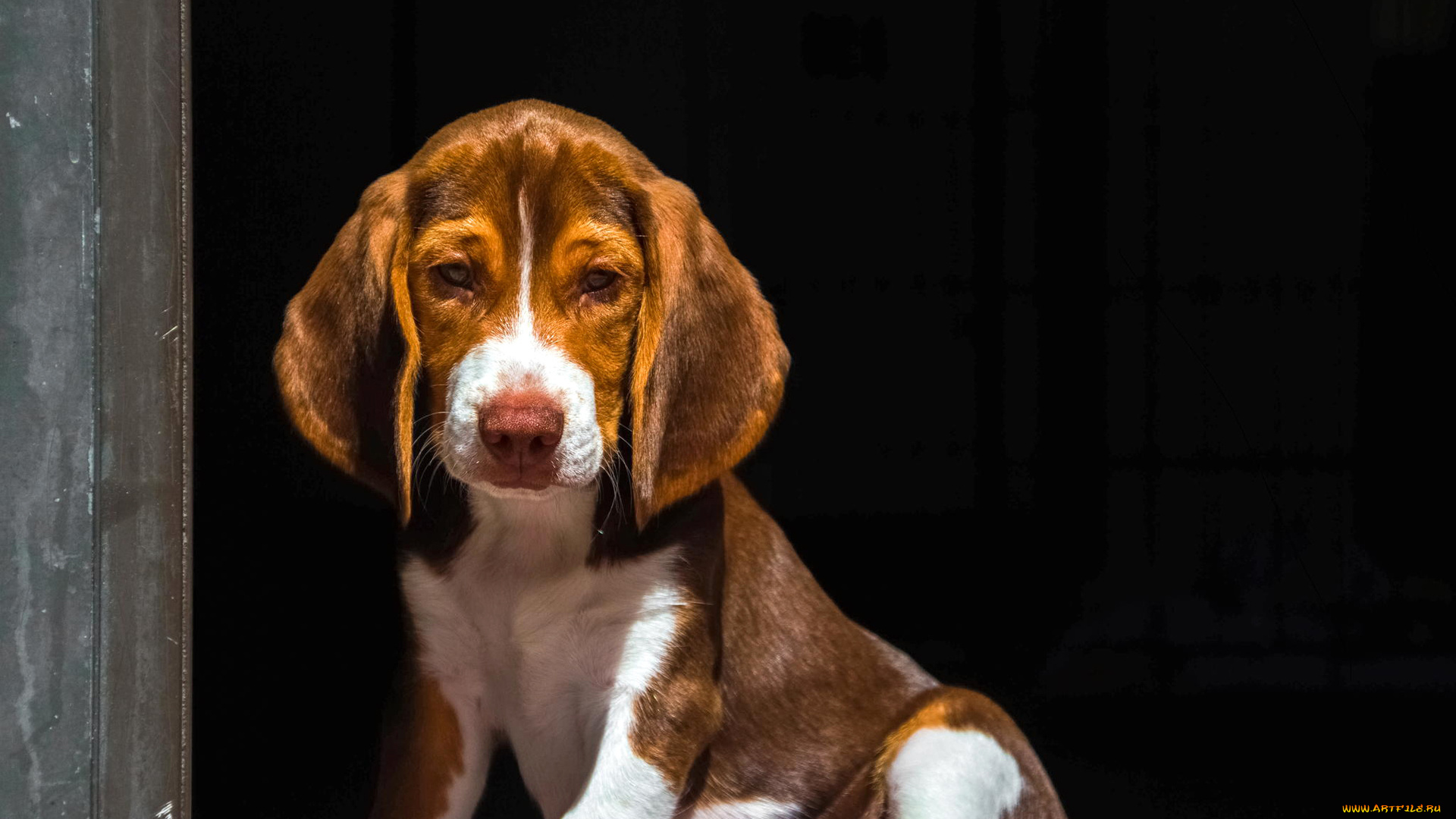 животные, собаки, щенок, гончая, взгляд, уши