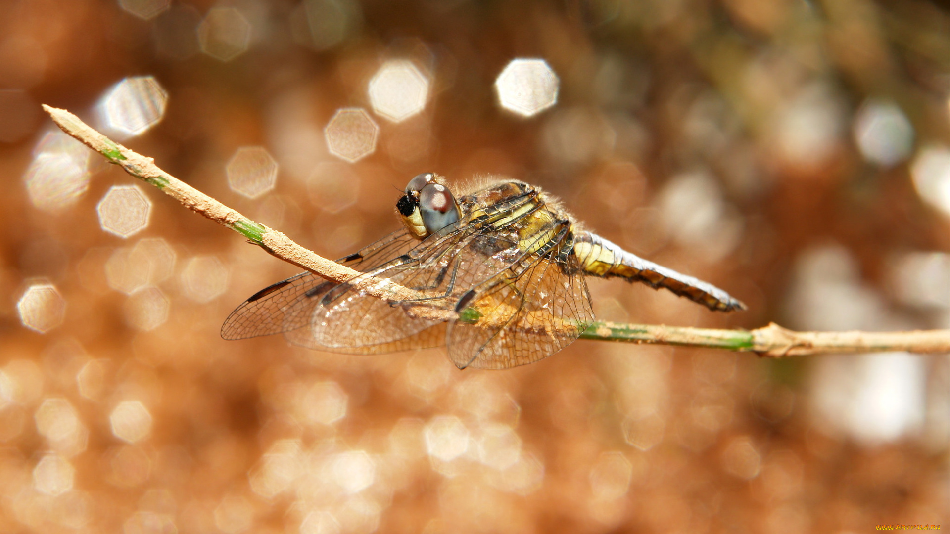 животные, стрекозы, макро, травинка, стрекоза, боке, насекомое, фон