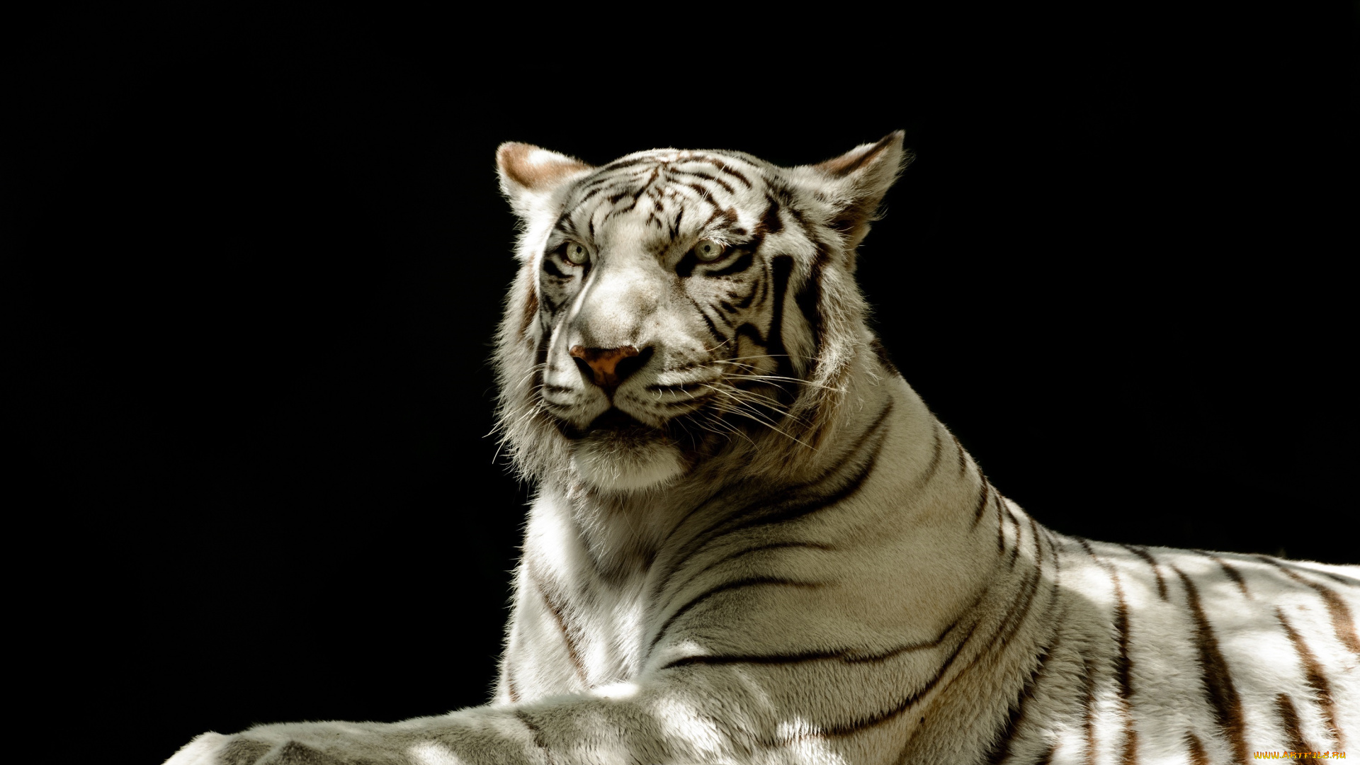 животные, тигры, белый, кошка, морда, тень