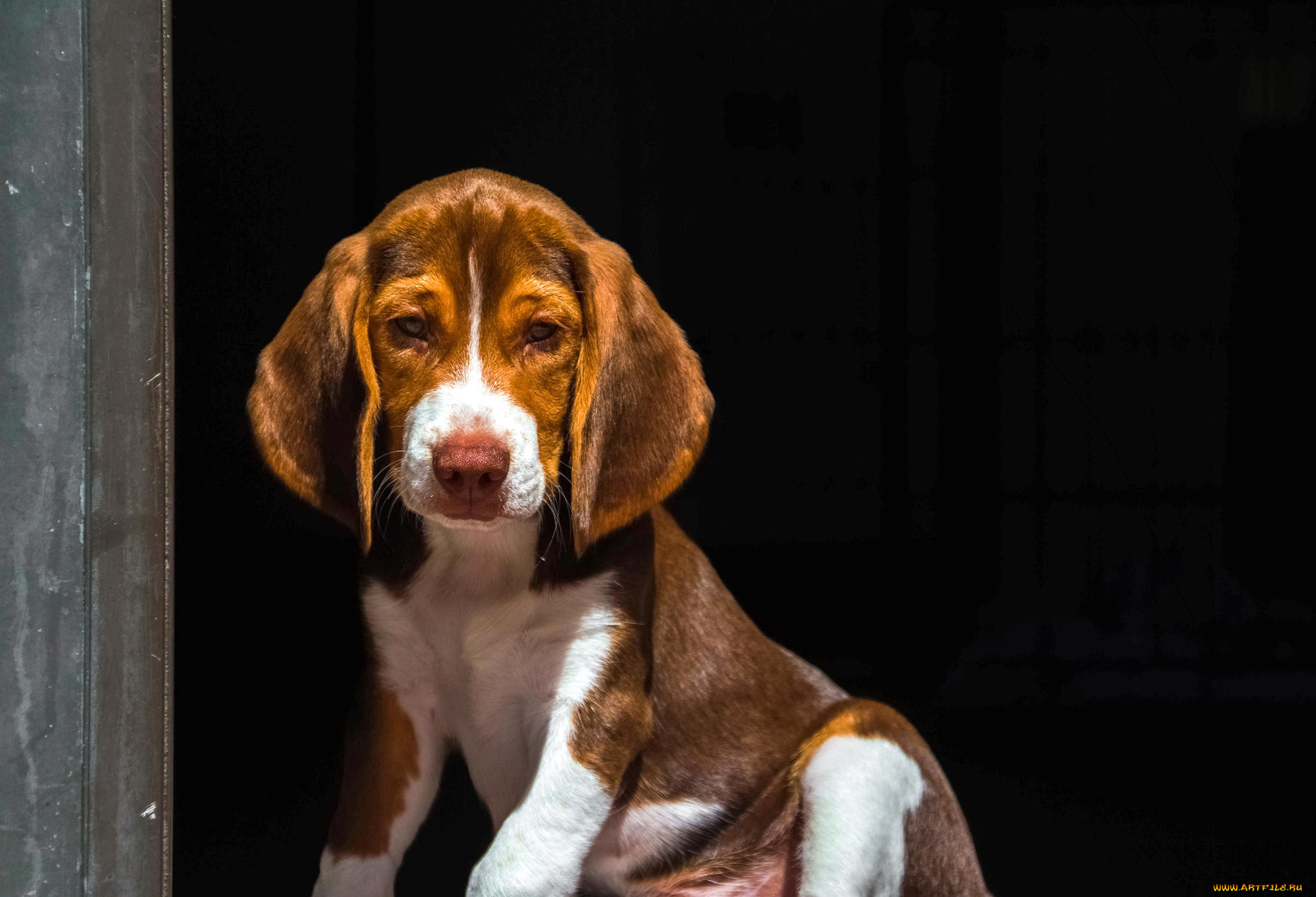 животные, собаки, щенок, гончая, взгляд, уши