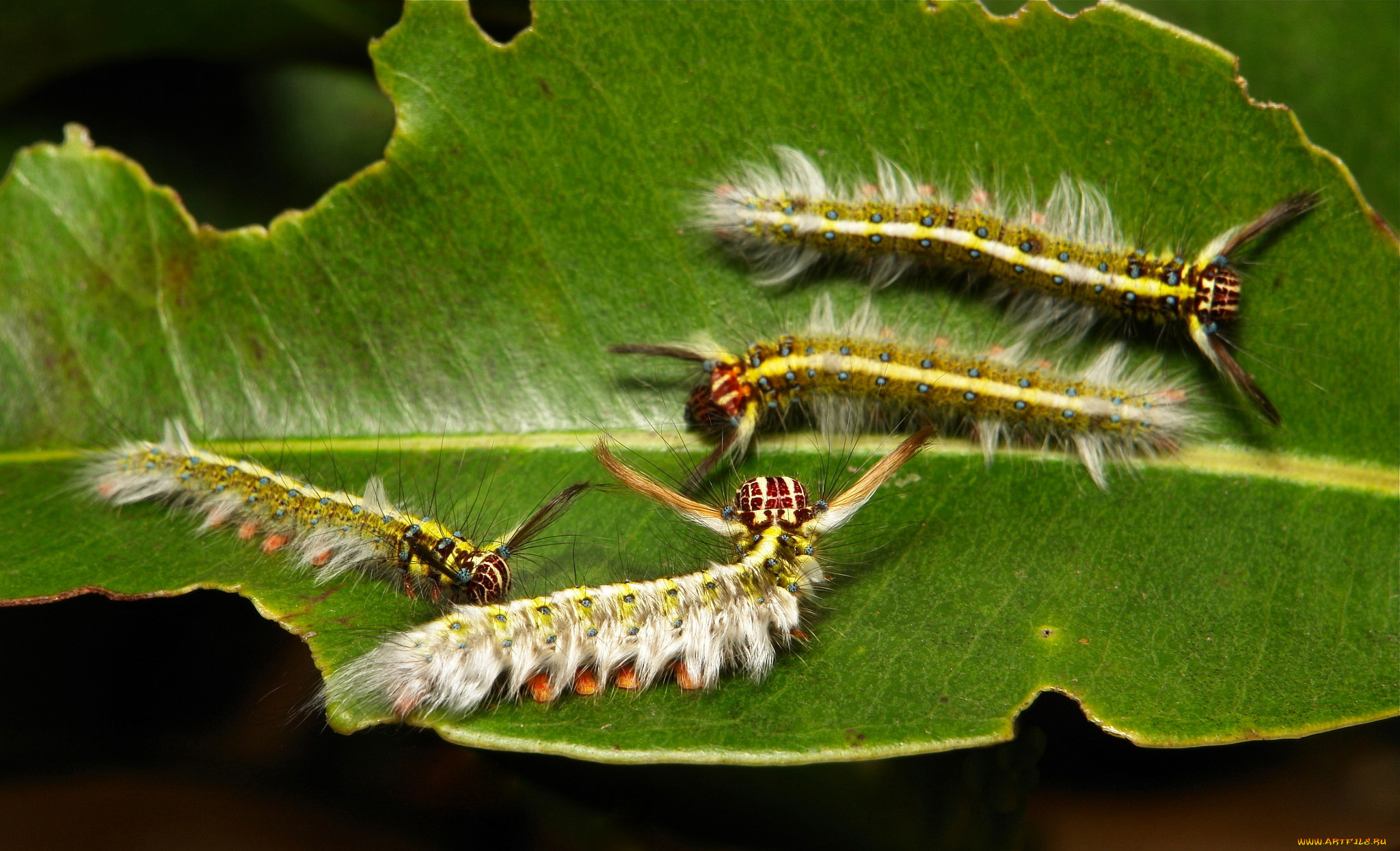 животные, гусеницы, itchydogimages, макро, лист