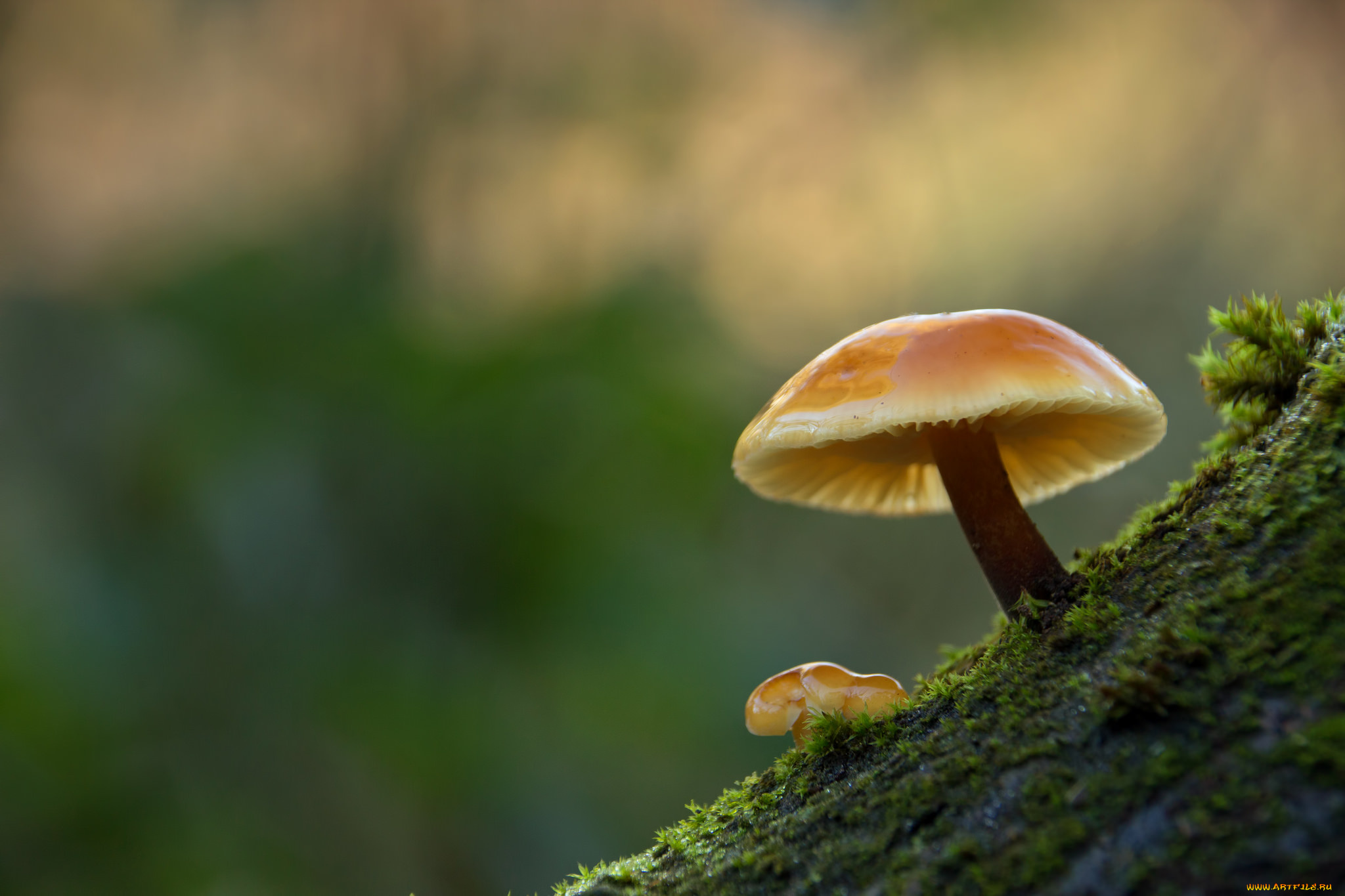 природа, грибы, макро, зимний