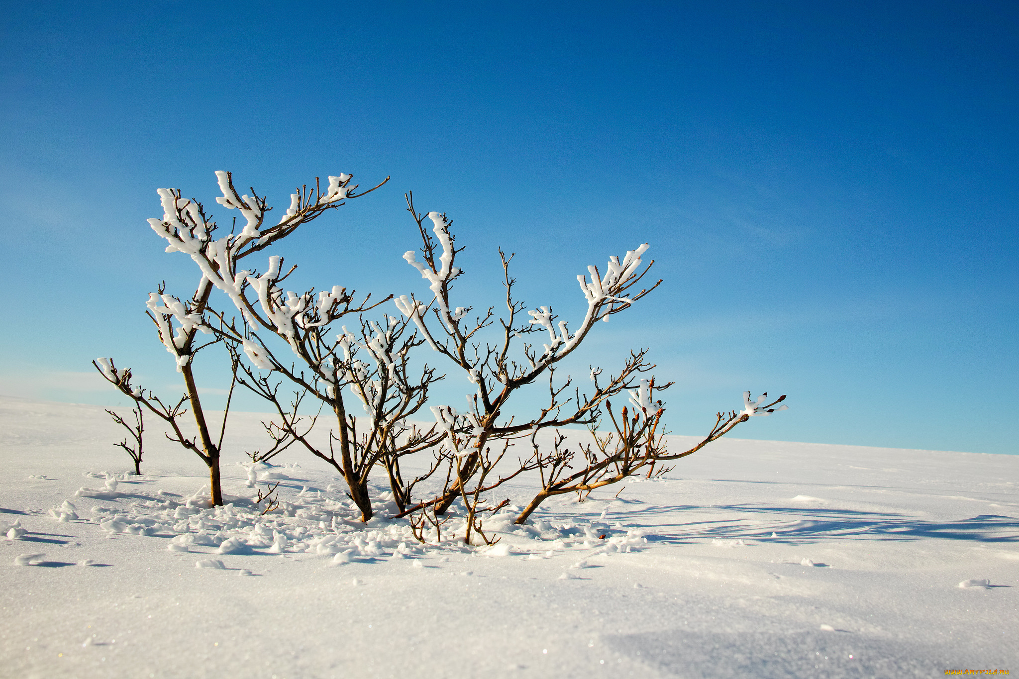 природа, зима, снег, деревья, ветки, небо