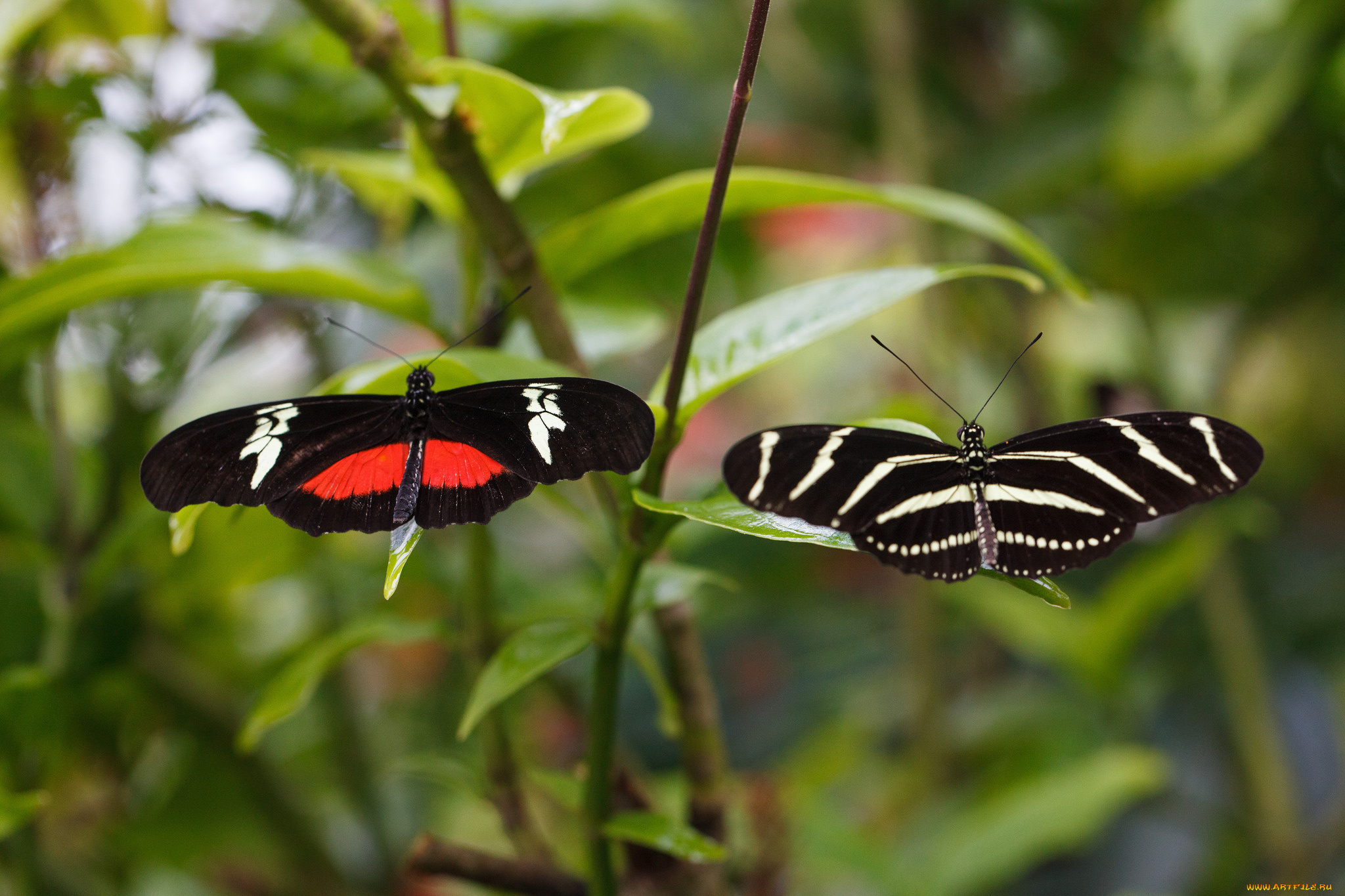 животные, бабочки, , мотыльки, , моли, bob, decker, макро, фон, крылья, усики, насекомое, листья