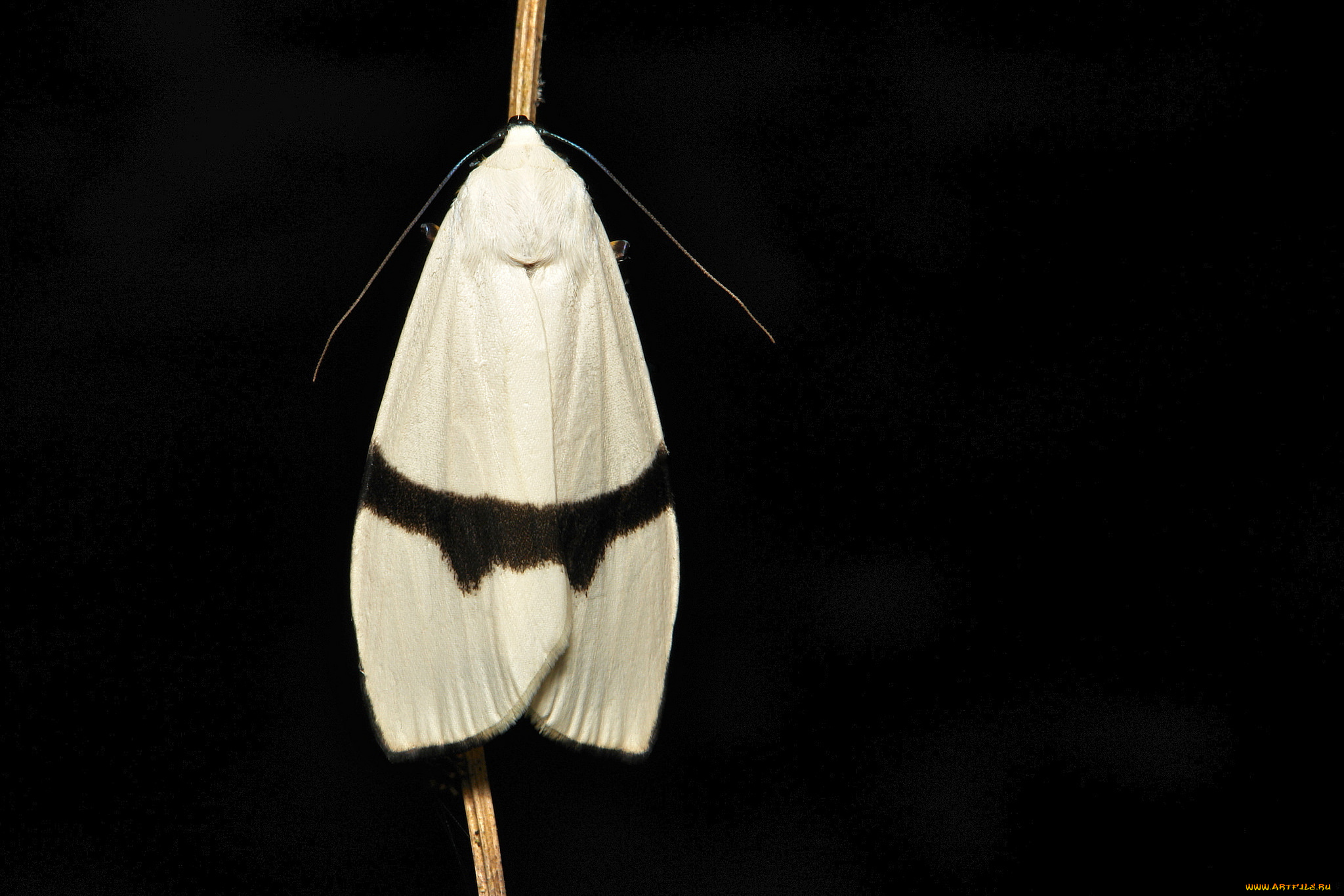 животные, бабочки, , мотыльки, , моли, itchydogimages, макро, моль, мотылёк