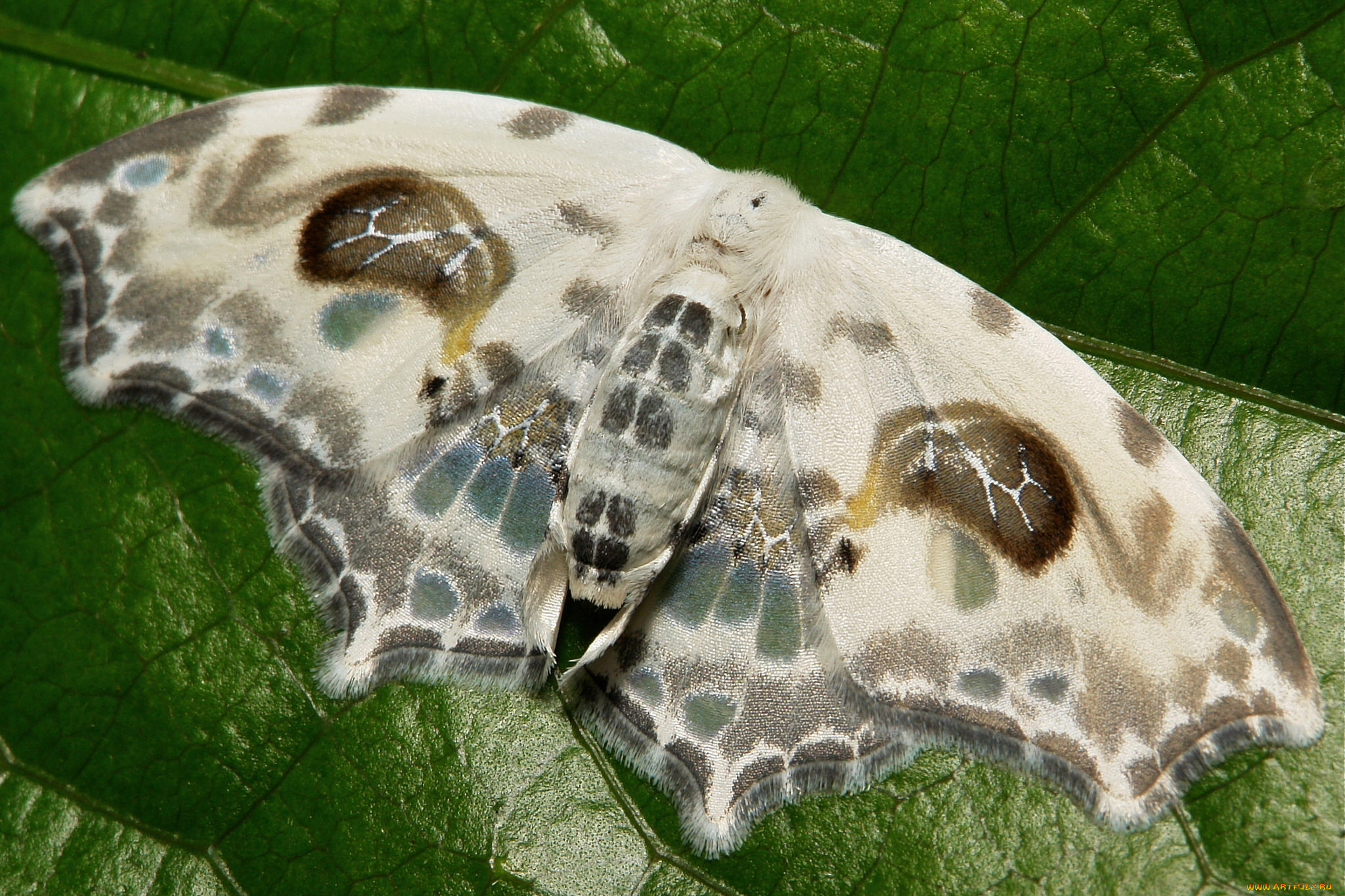 животные, бабочки, , мотыльки, , моли, itchydogimages, макро, моль, мотылёк