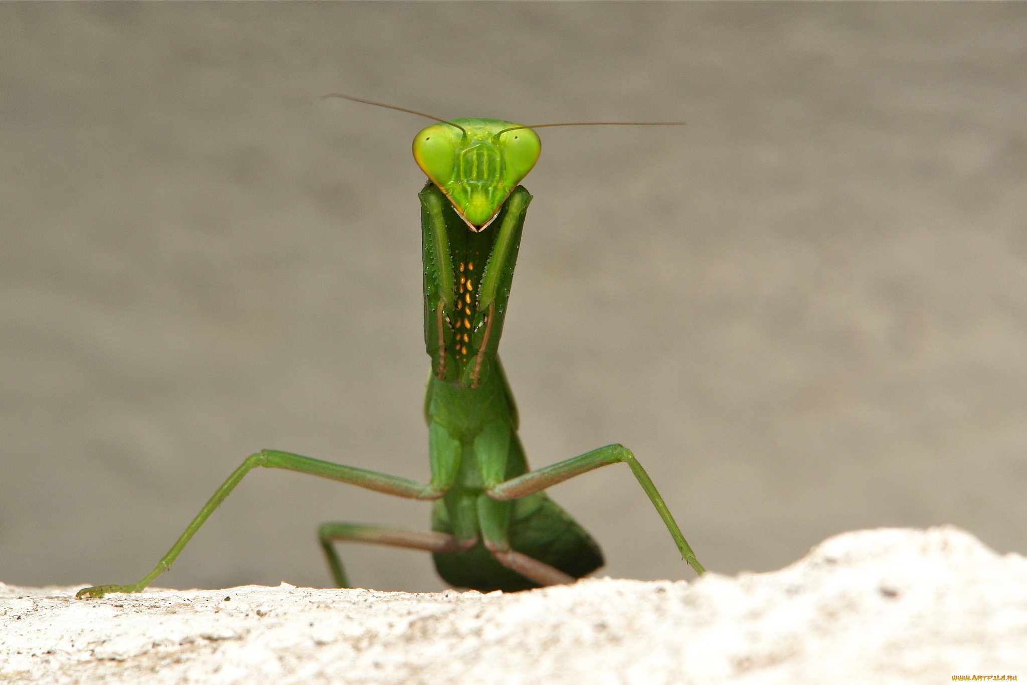 животные, богомолы, itchydogimages, макро, лист, богомол