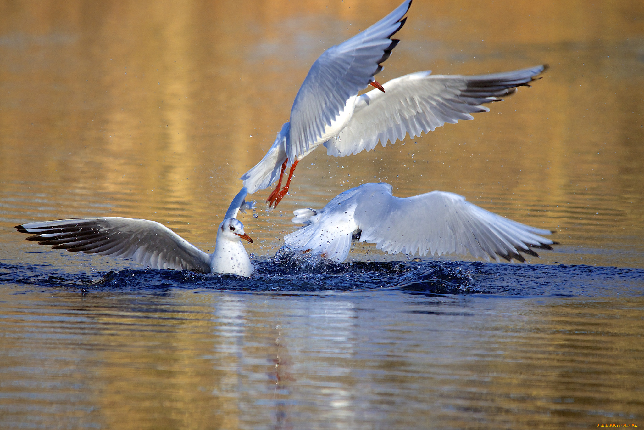 животные, Чайки, , бакланы, , крачки, чайки, птицы, вода, брызги