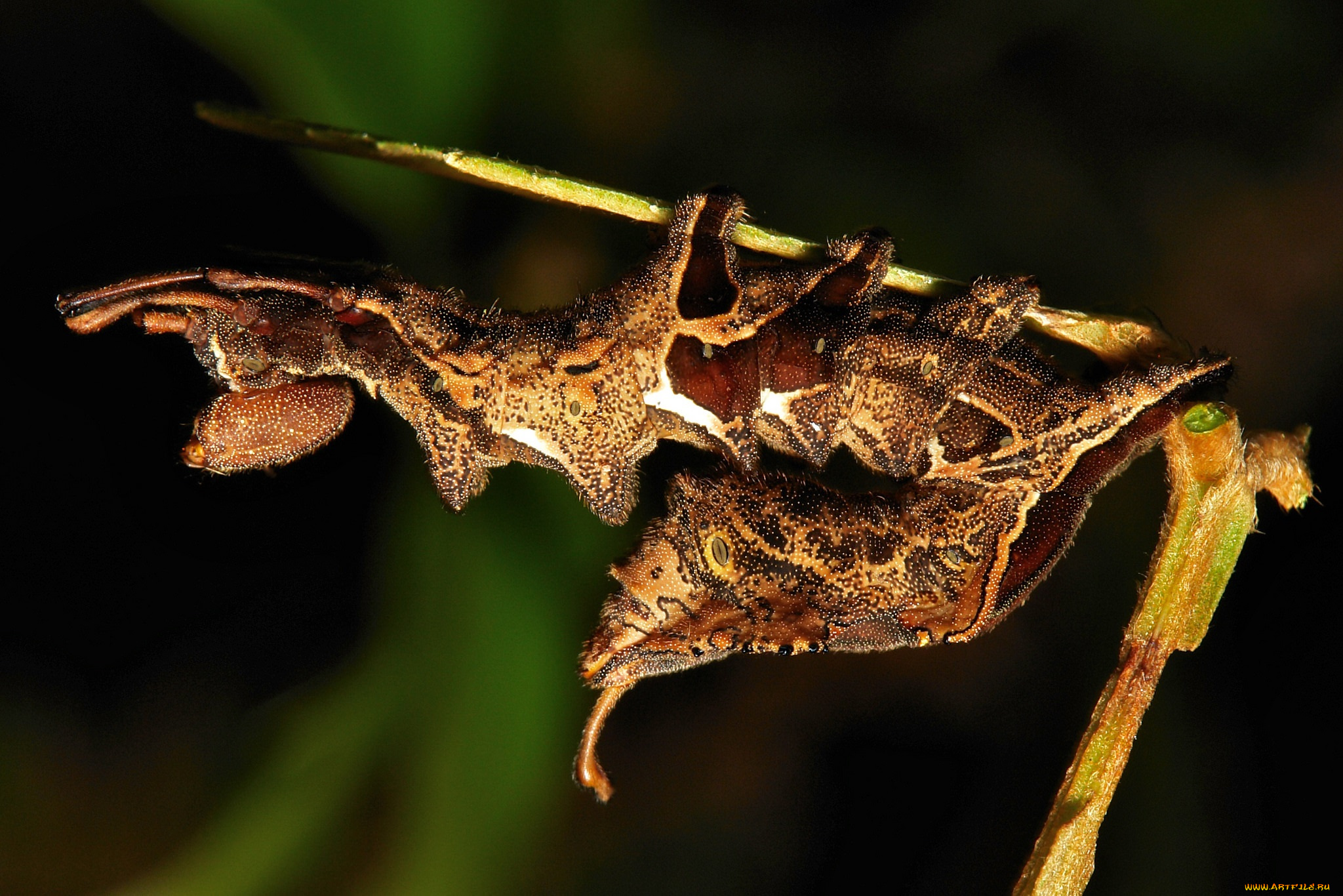 животные, гусеницы, itchydogimages, макро, гусеница, лист