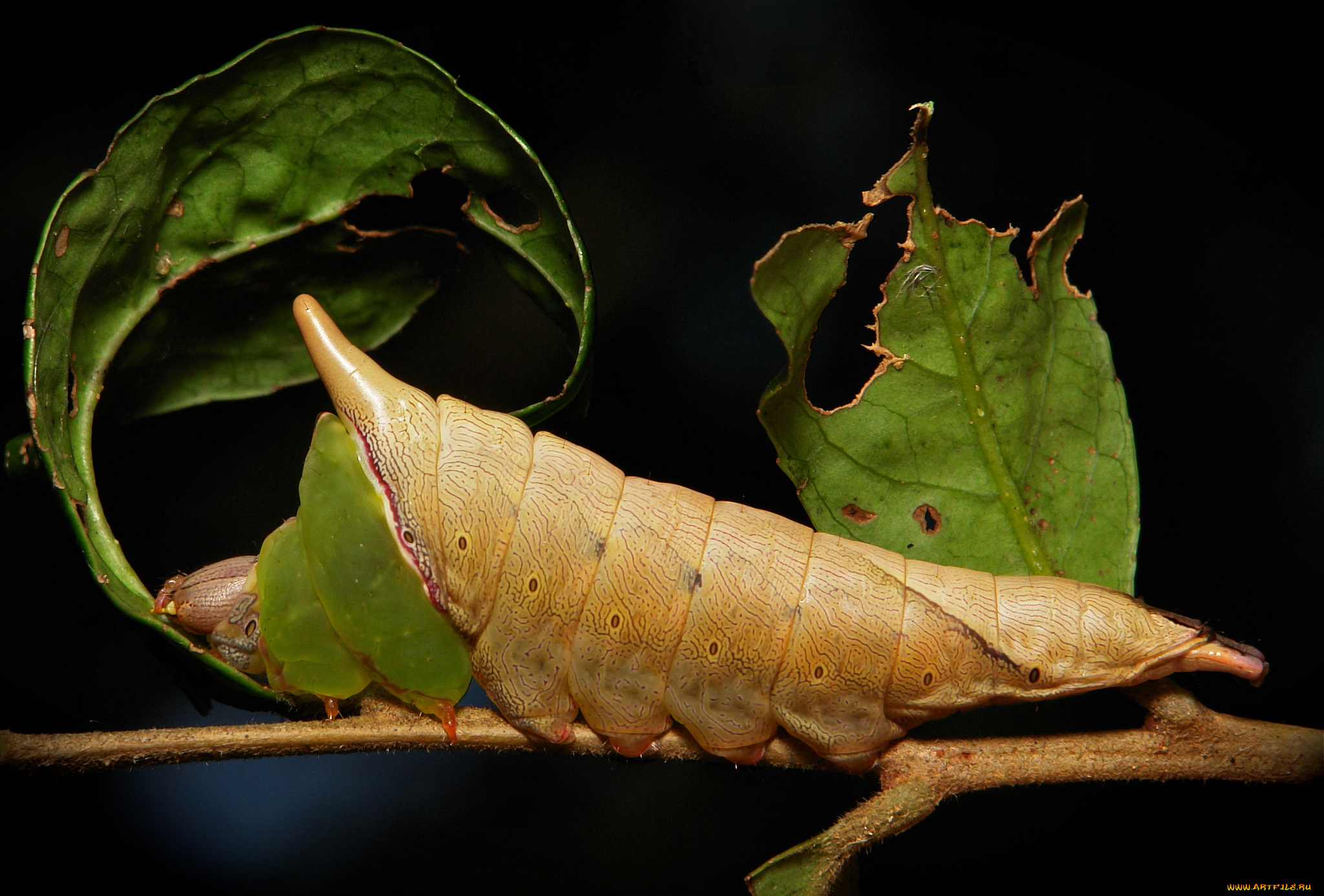 животные, гусеницы, itchydogimages, макро, гусеница, лист