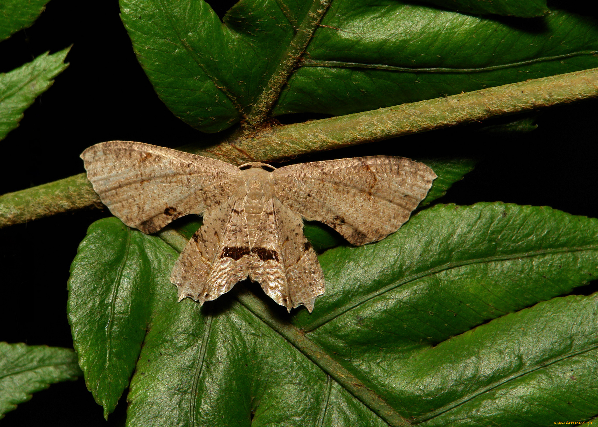 животные, бабочки, , мотыльки, , моли, itchydogimages, макро, бабочка, крылья, усики, узор