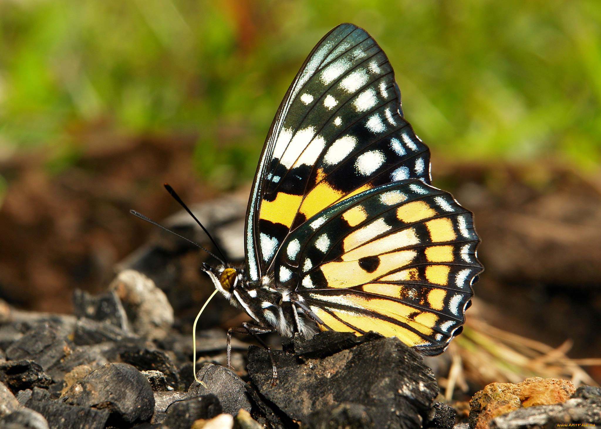 животные, бабочки, , мотыльки, , моли, itchydogimages, макро, насекомое, бабочка, крылья, усики