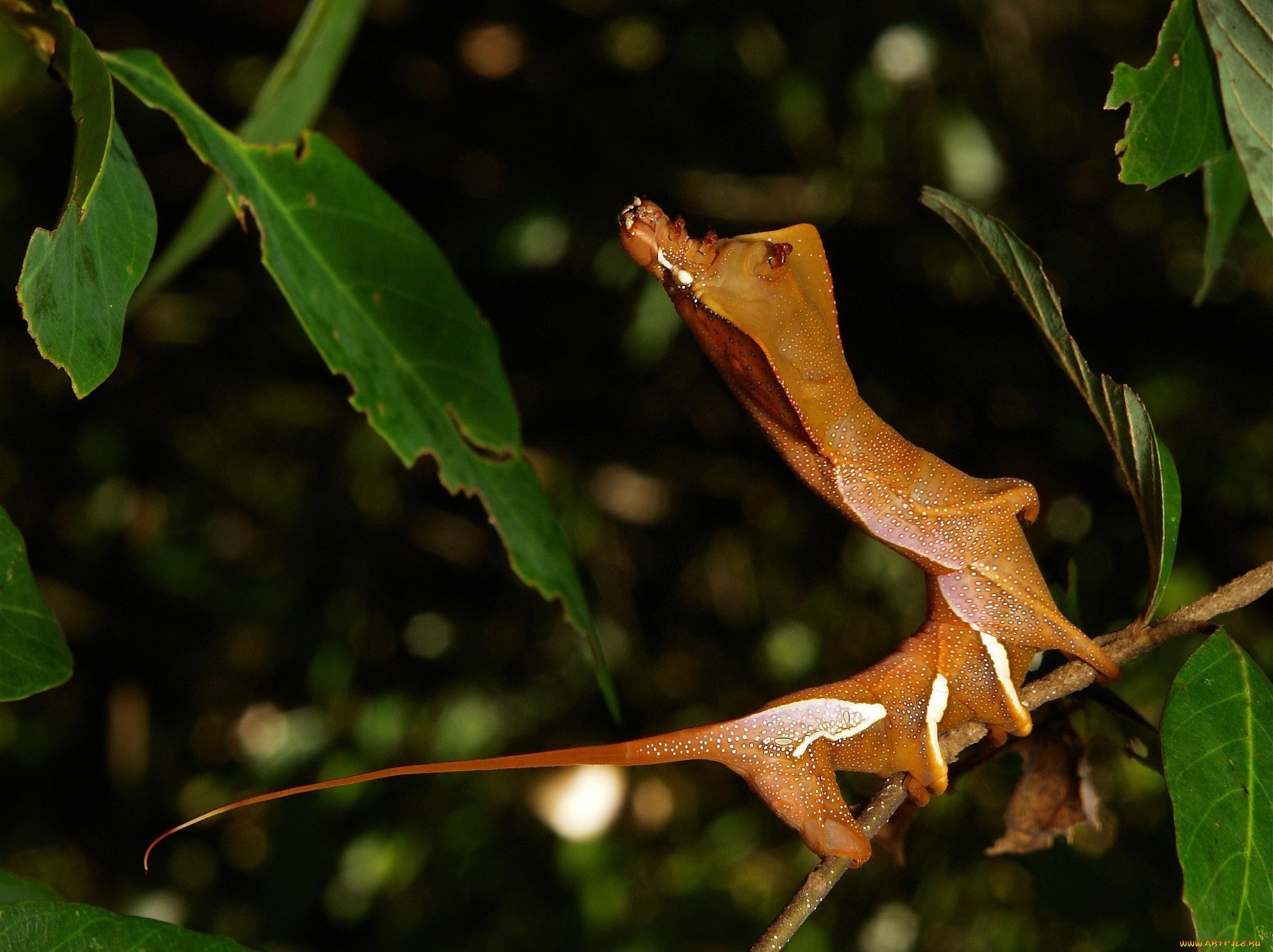 животные, гусеницы, необычная, гусеница, лист, насекомое, макро, itchydogimages