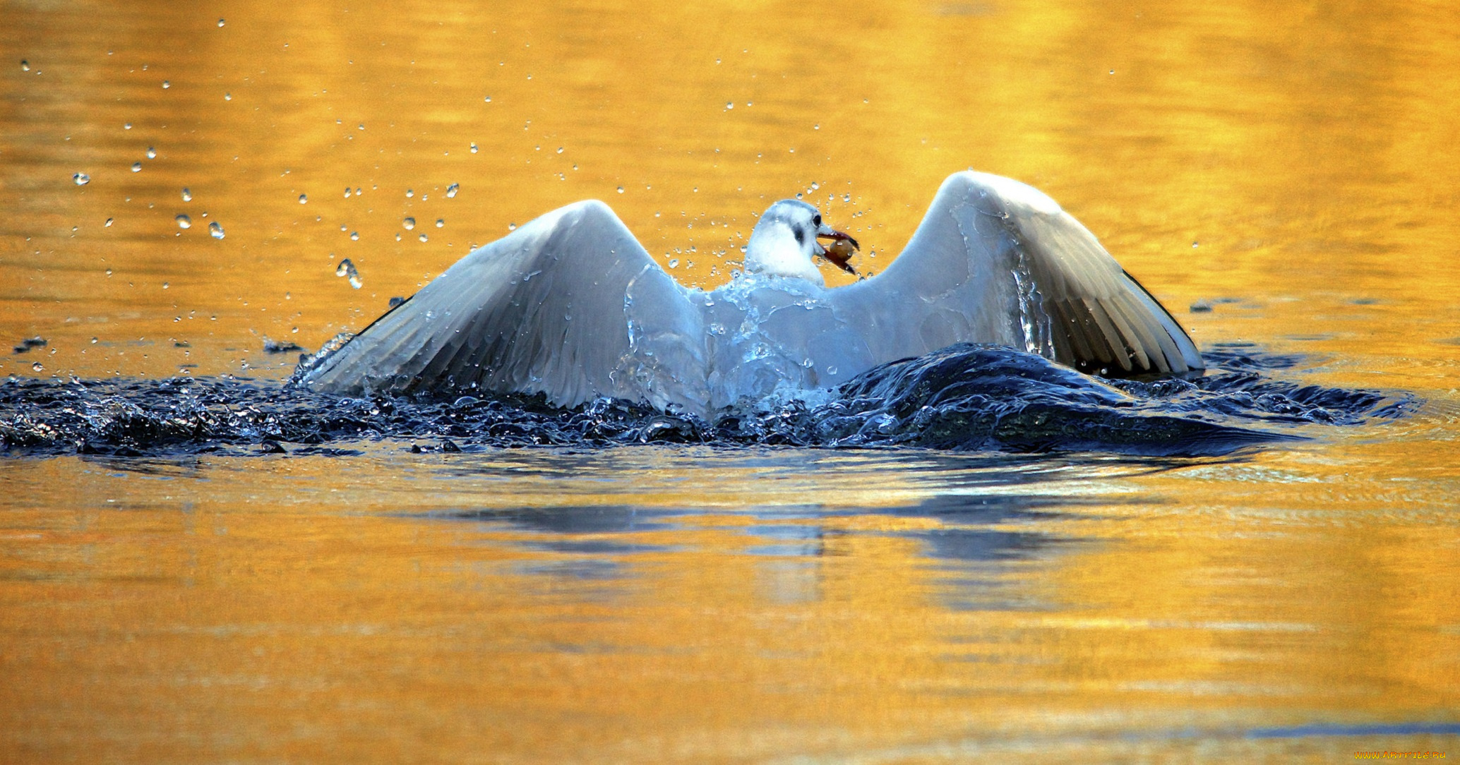 животные, Чайки, , бакланы, , крачки, птица, вода, брызги