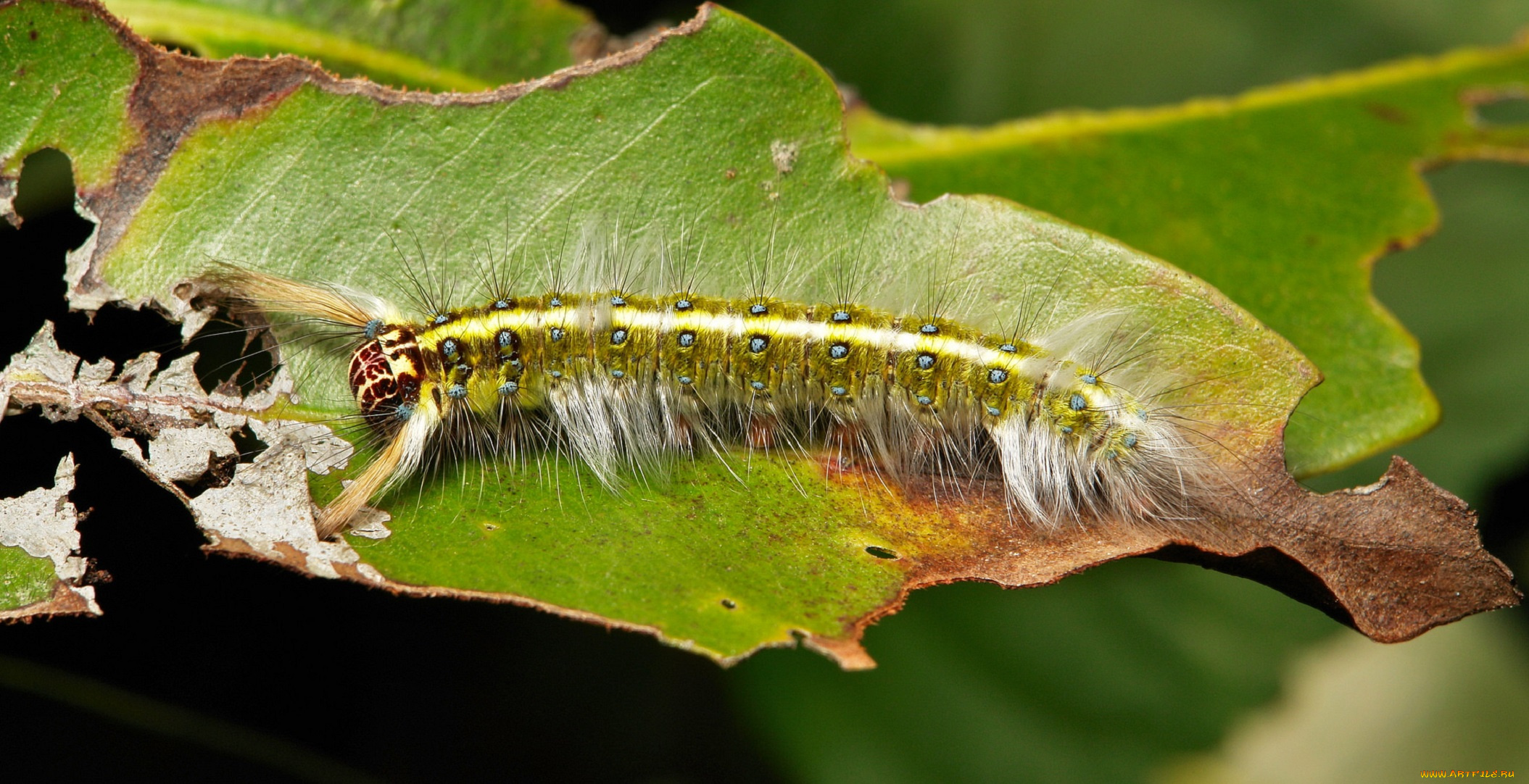 животные, гусеницы, itchydogimages, макро, веточка, листья, гусеница