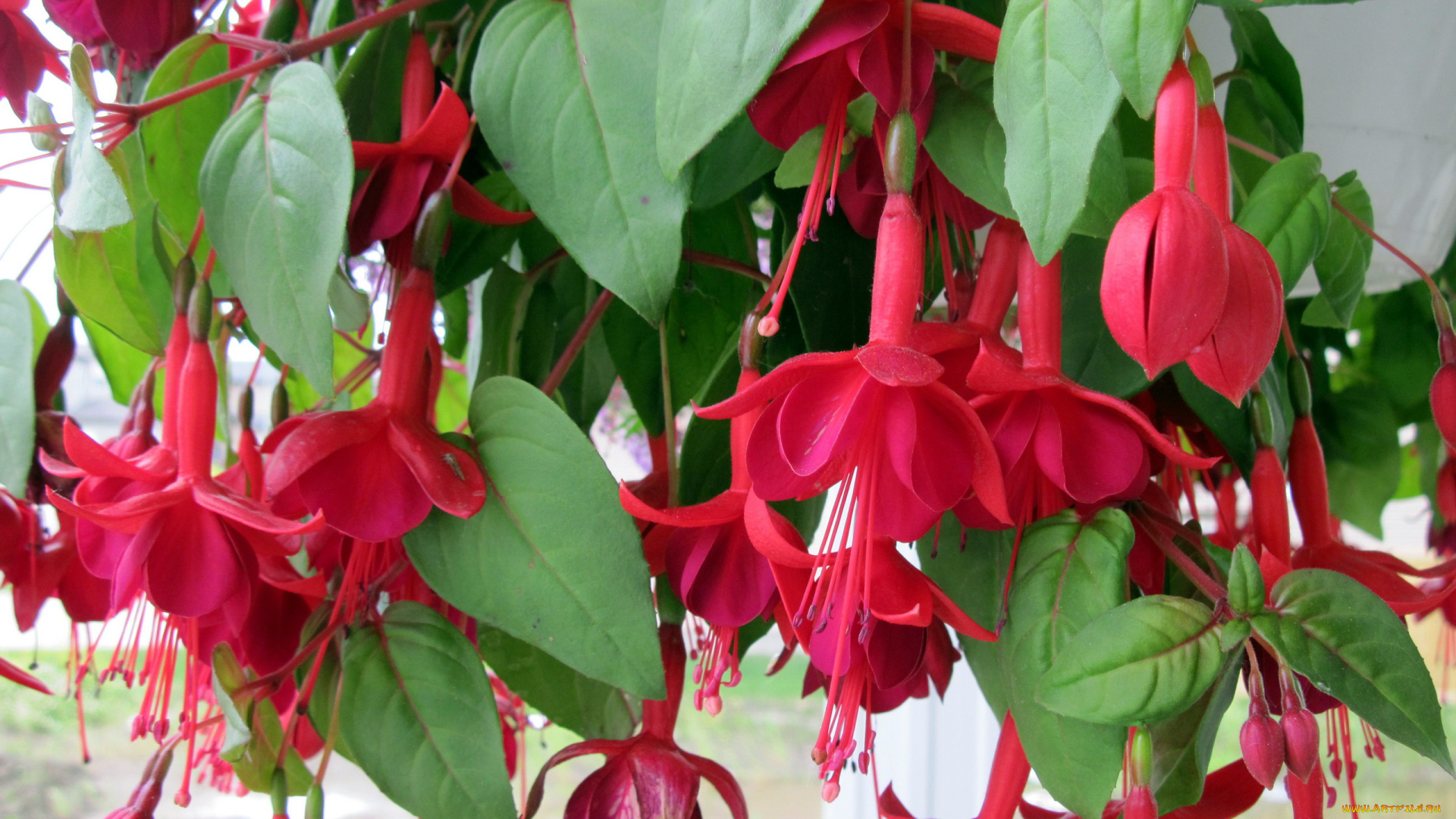 цветы, фуксия, розовый