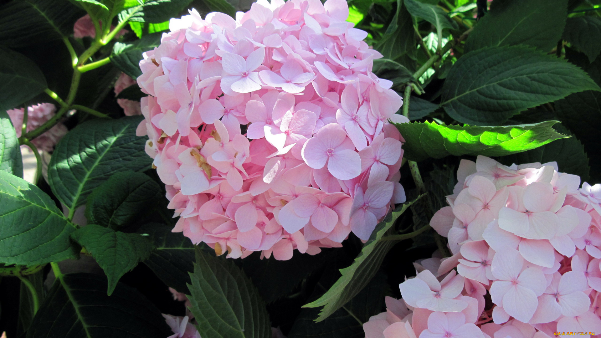 цветы, гортензия, розовый