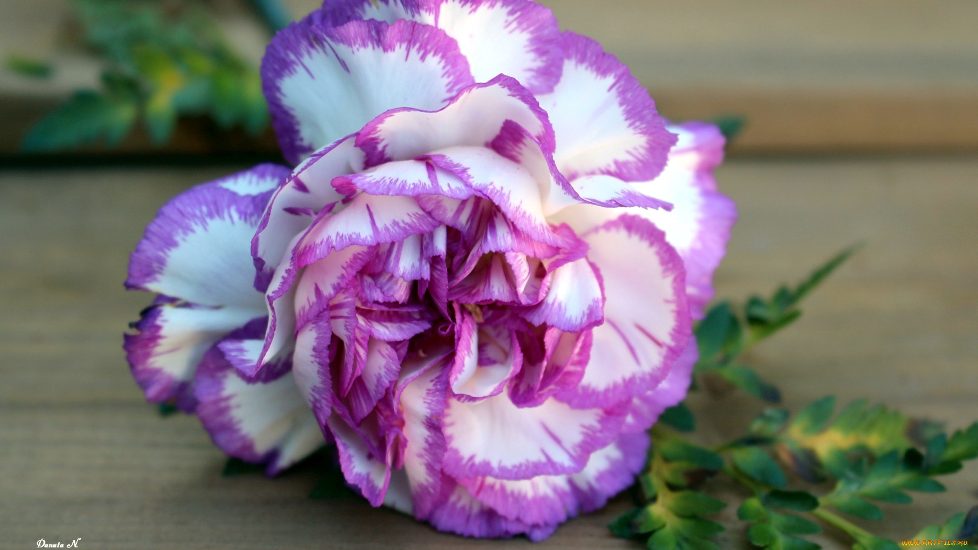 цветы, гвоздики, пестрый