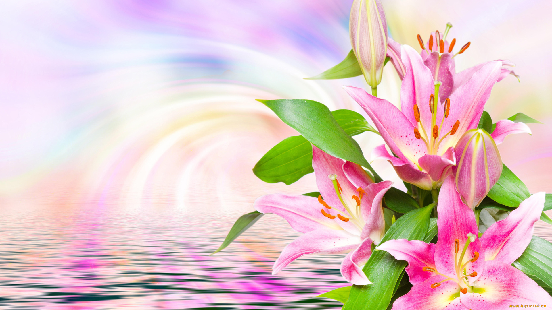 цветы, лилии, , лилейники, лепестки, фон