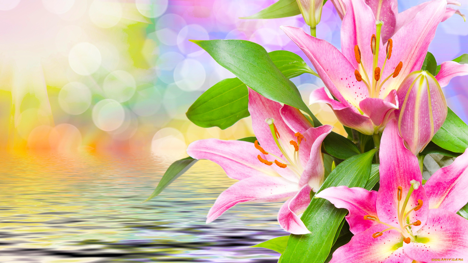 цветы, лилии, , лилейники, лепестки, фон