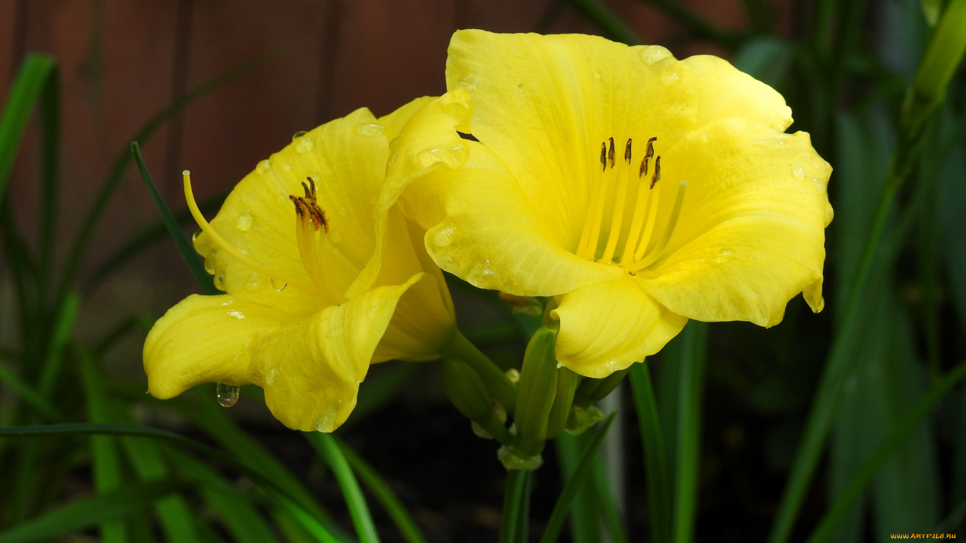 цветы, лилии, , лилейники, желтый