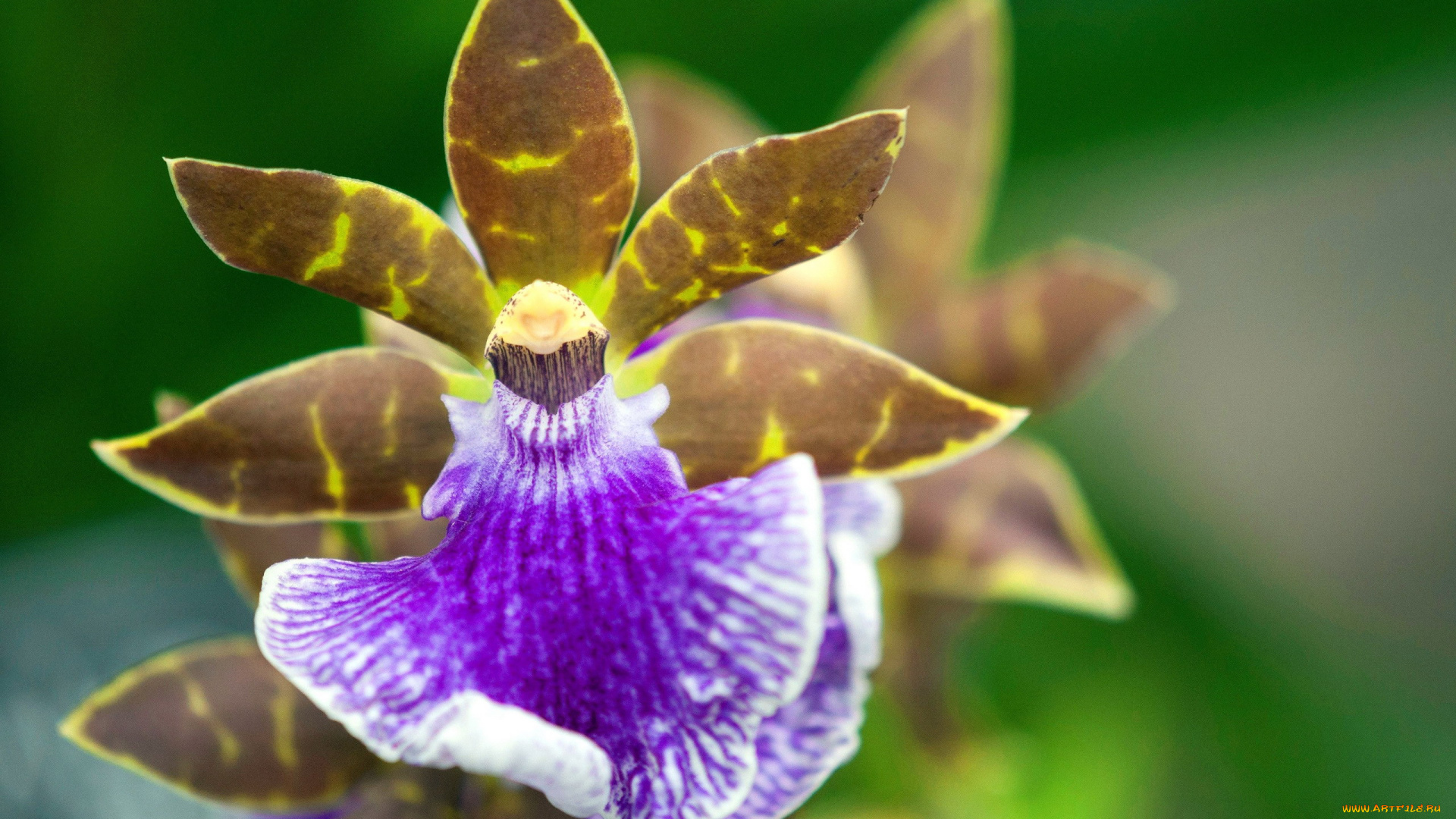 цветы, орхидеи, экзотика