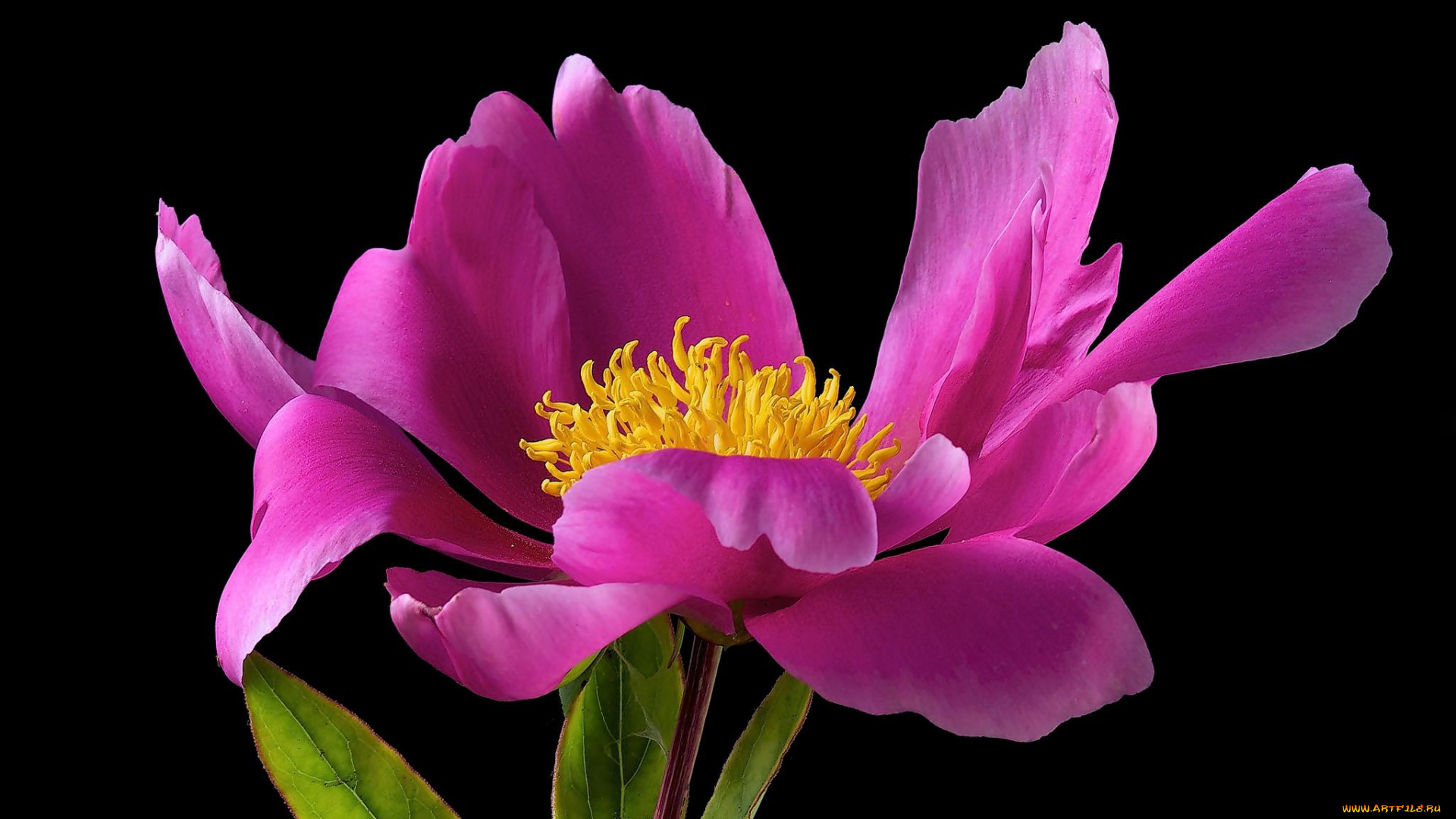 цветы, пионы, розовый