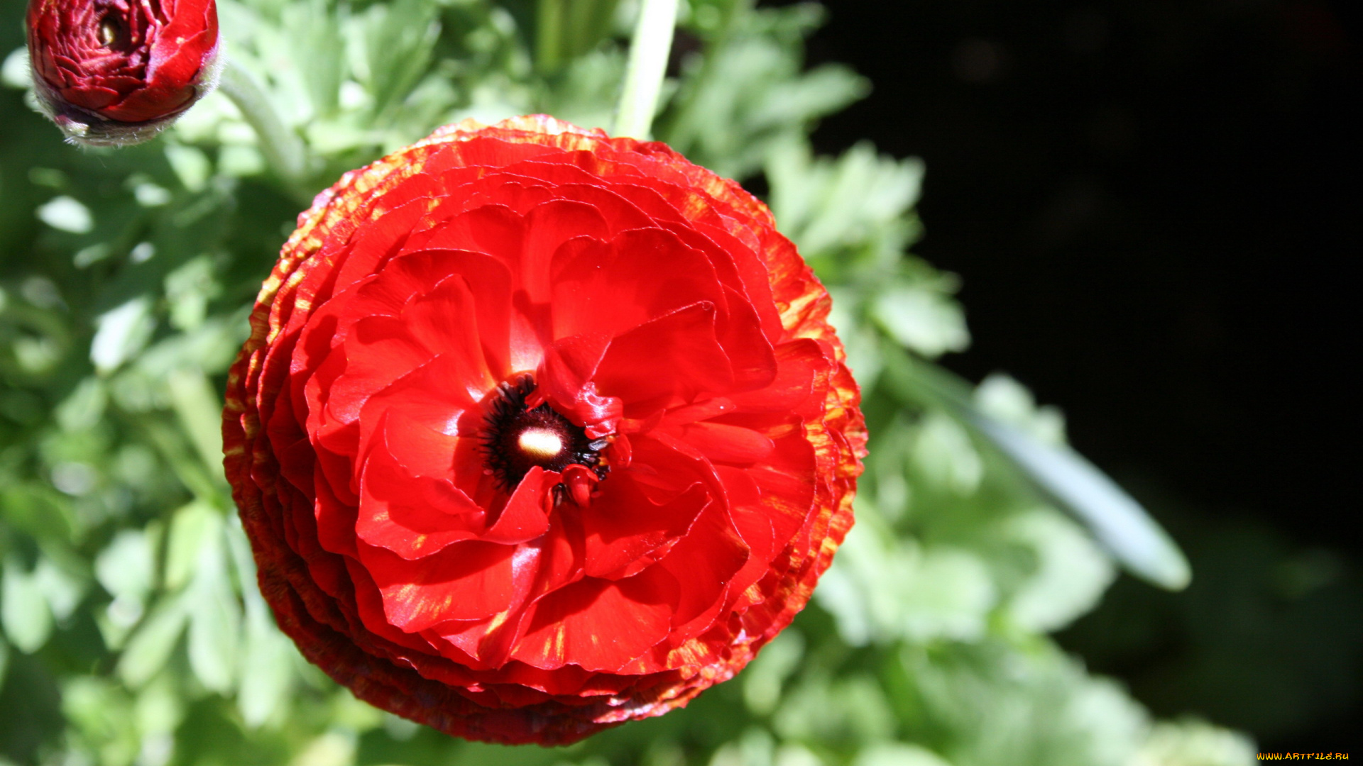 цветы, ранункулюс, , азиатский, лютик, алый