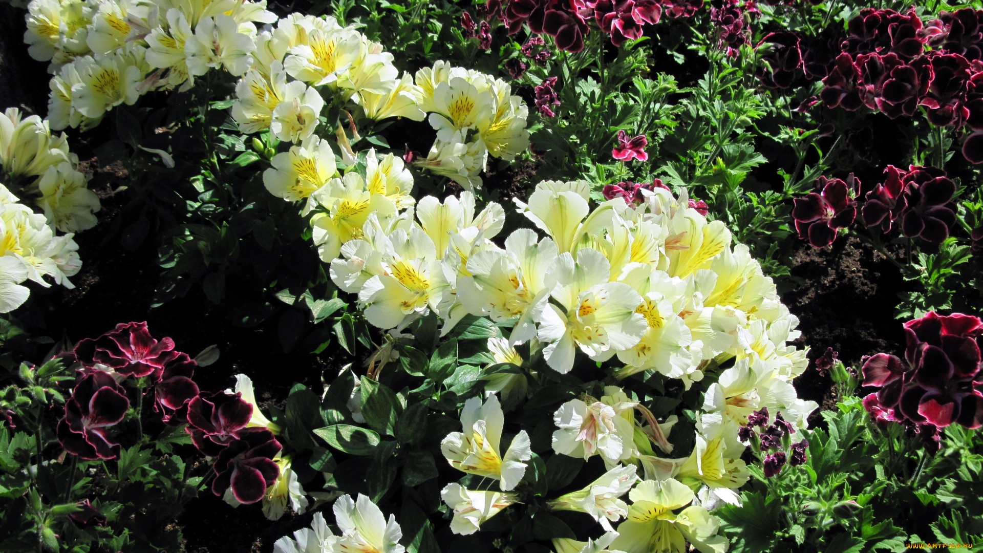 цветы, разные, вместе, альстромерия, герань