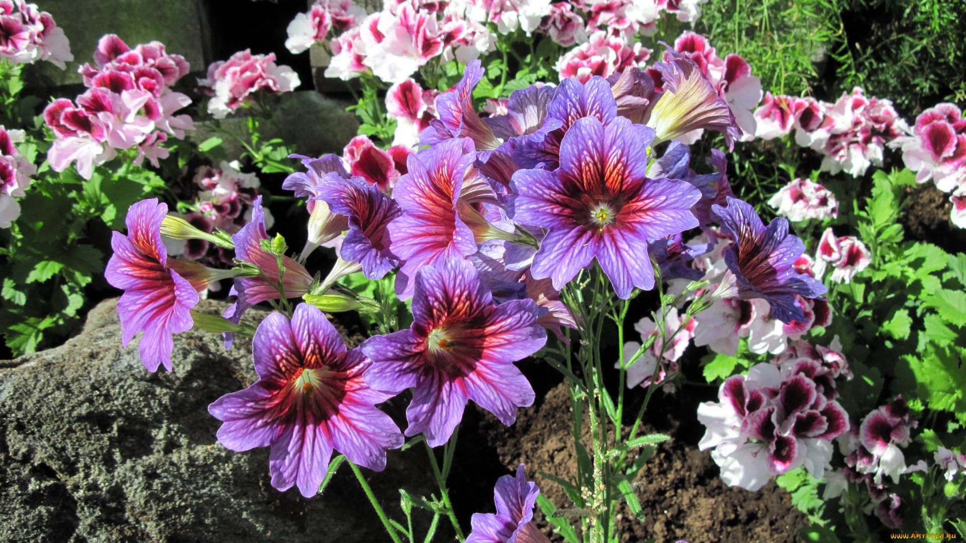 цветы, разные, вместе, сальпиглоссис, герань