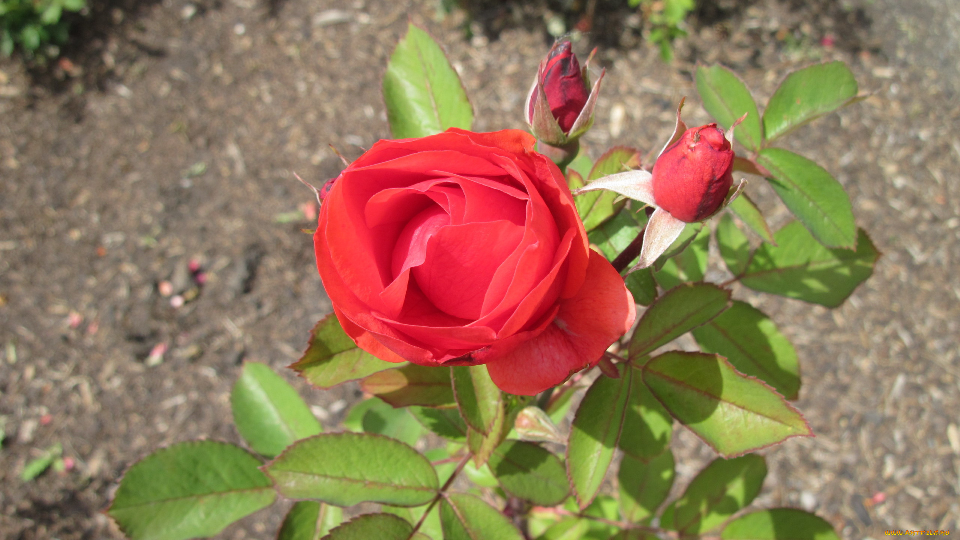 цветы, розы, бутоны