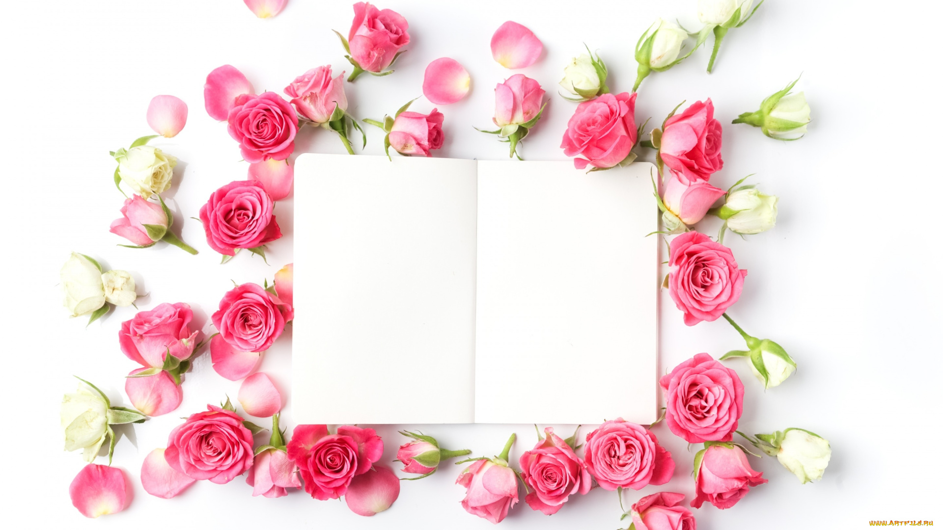 цветы, розы, бутоны, бумага