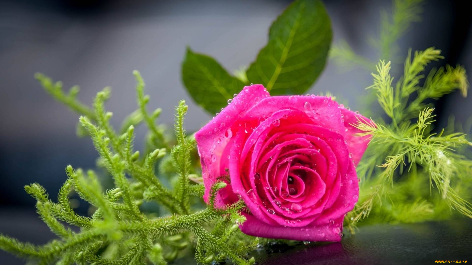 цветы, розы, капли