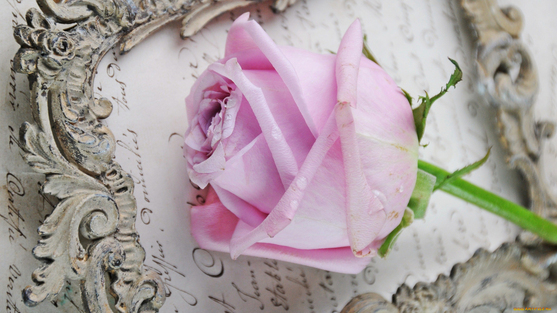 цветы, розы, рамка, письмо