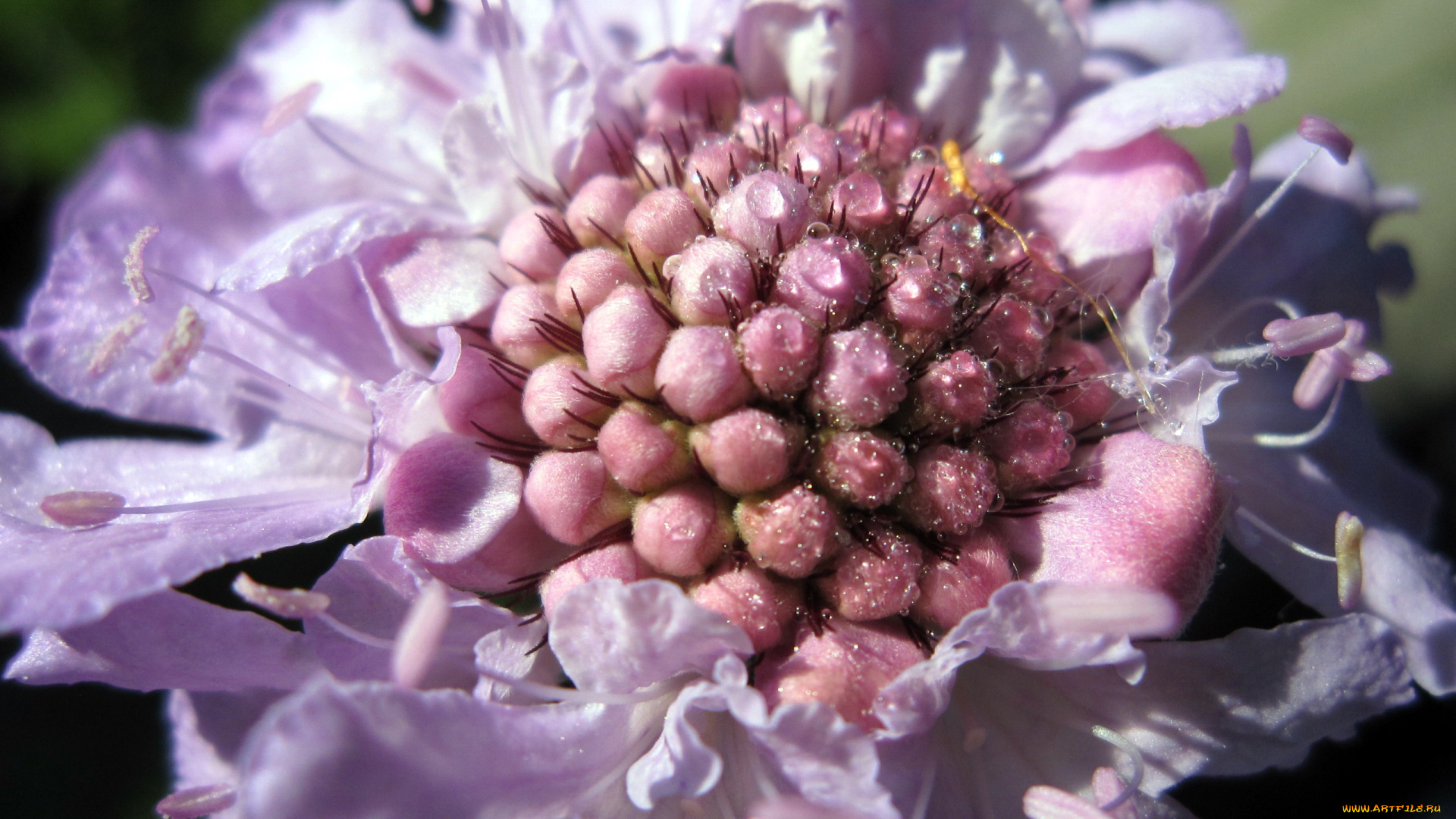 цветы, скабиоза, макро