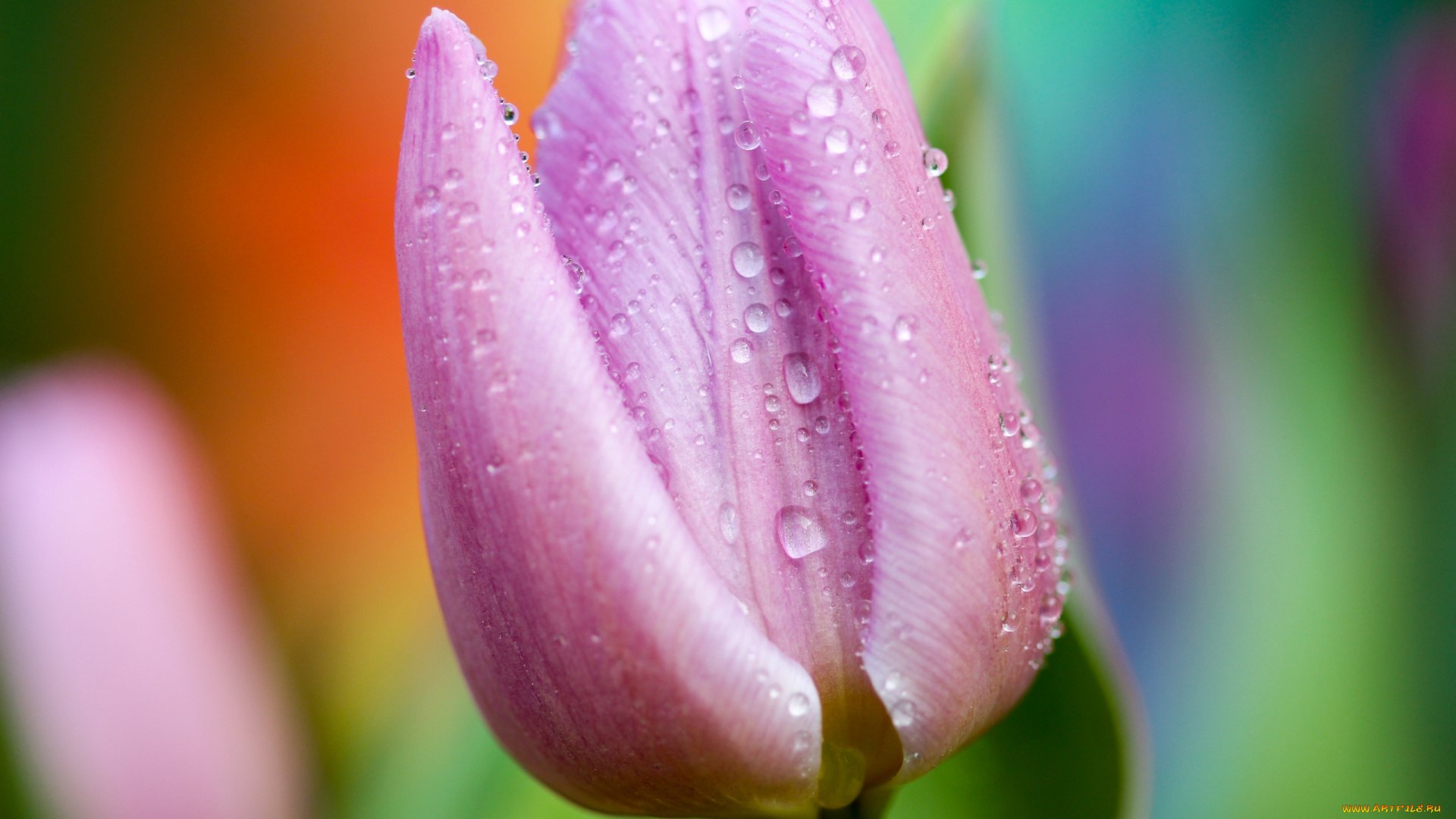 цветы, тюльпаны, одиночка